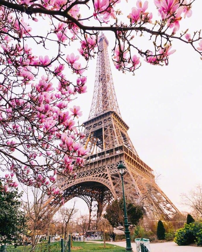 樱花树图片唯美 法国唯美樱花图片(3)