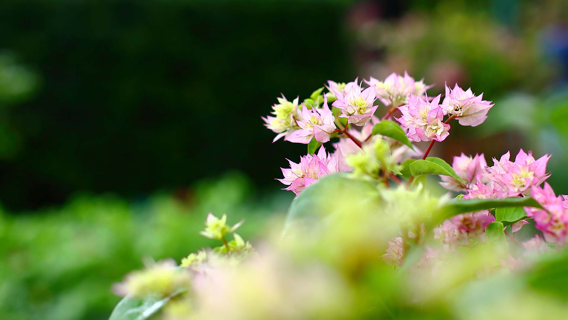 高清微距植物摄影图片 绿色护眼花卉植物微距摄影图片