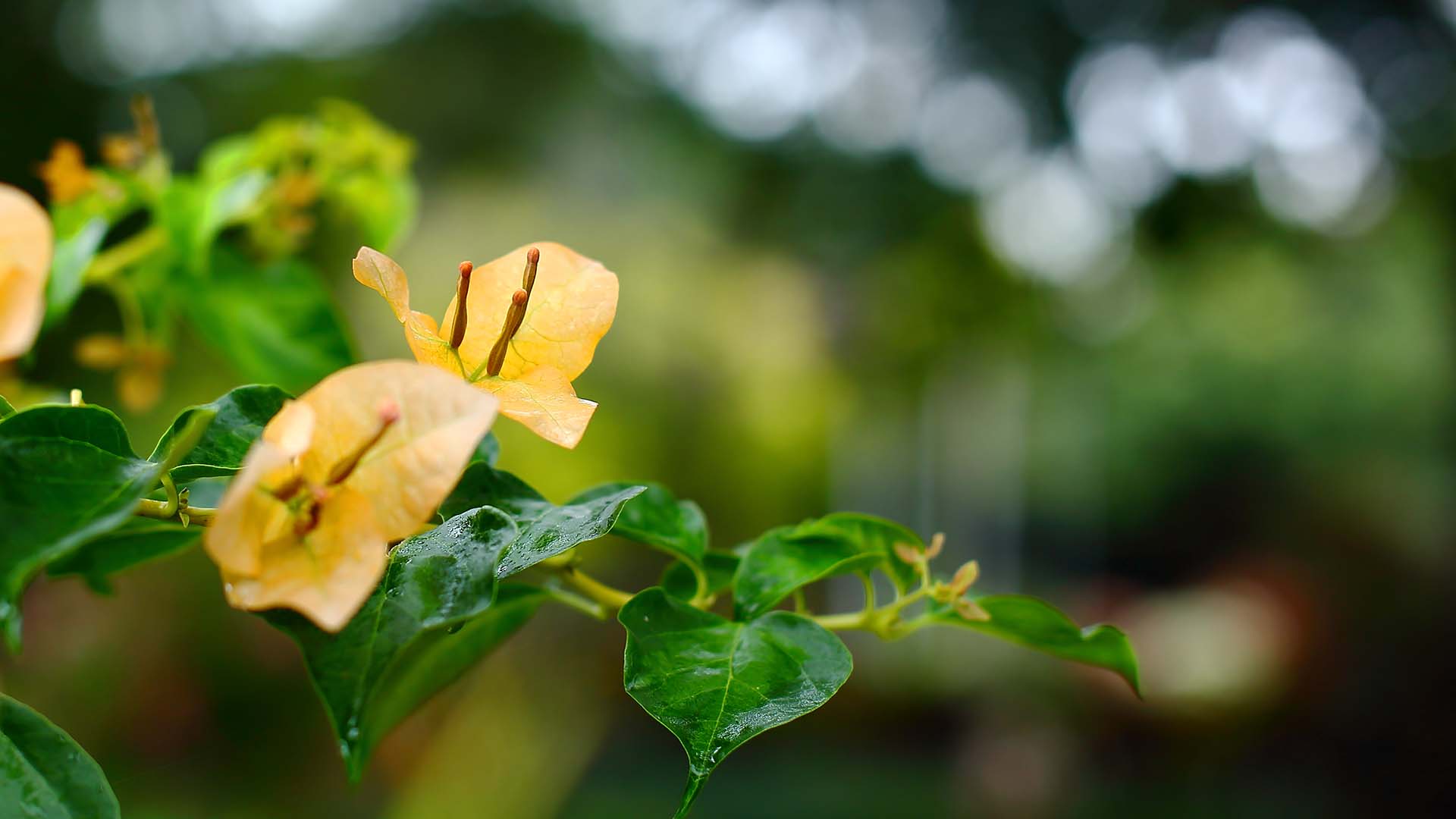 高清微距植物摄影图片 绿色护眼花卉植物微距摄影图片(8)