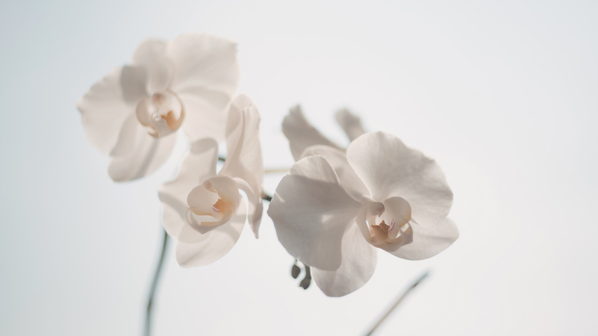 静物花卉图片高清 摄影花卉高清图(5)
