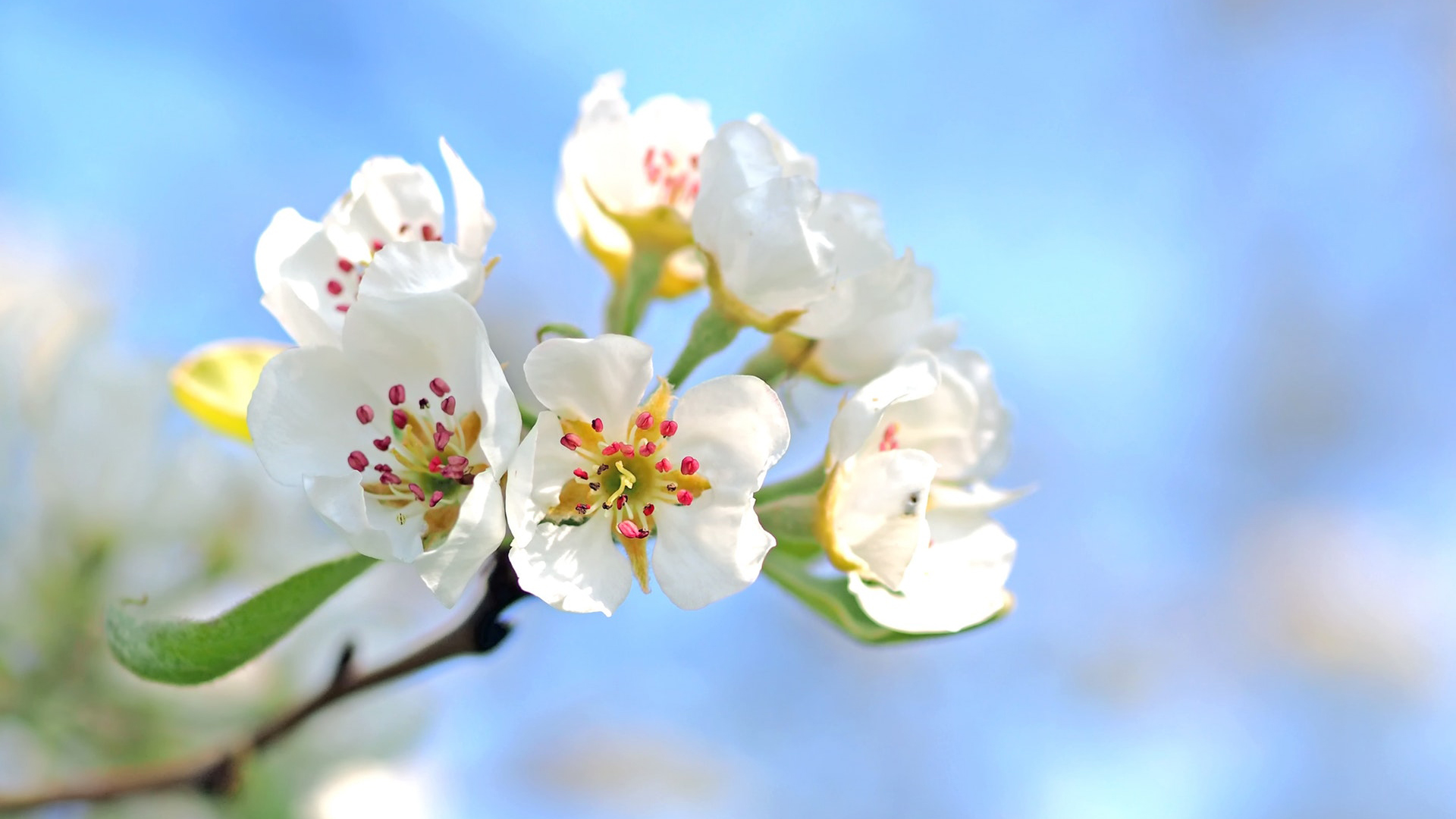 静物花卉图片高清 摄影花卉高清图(4)
