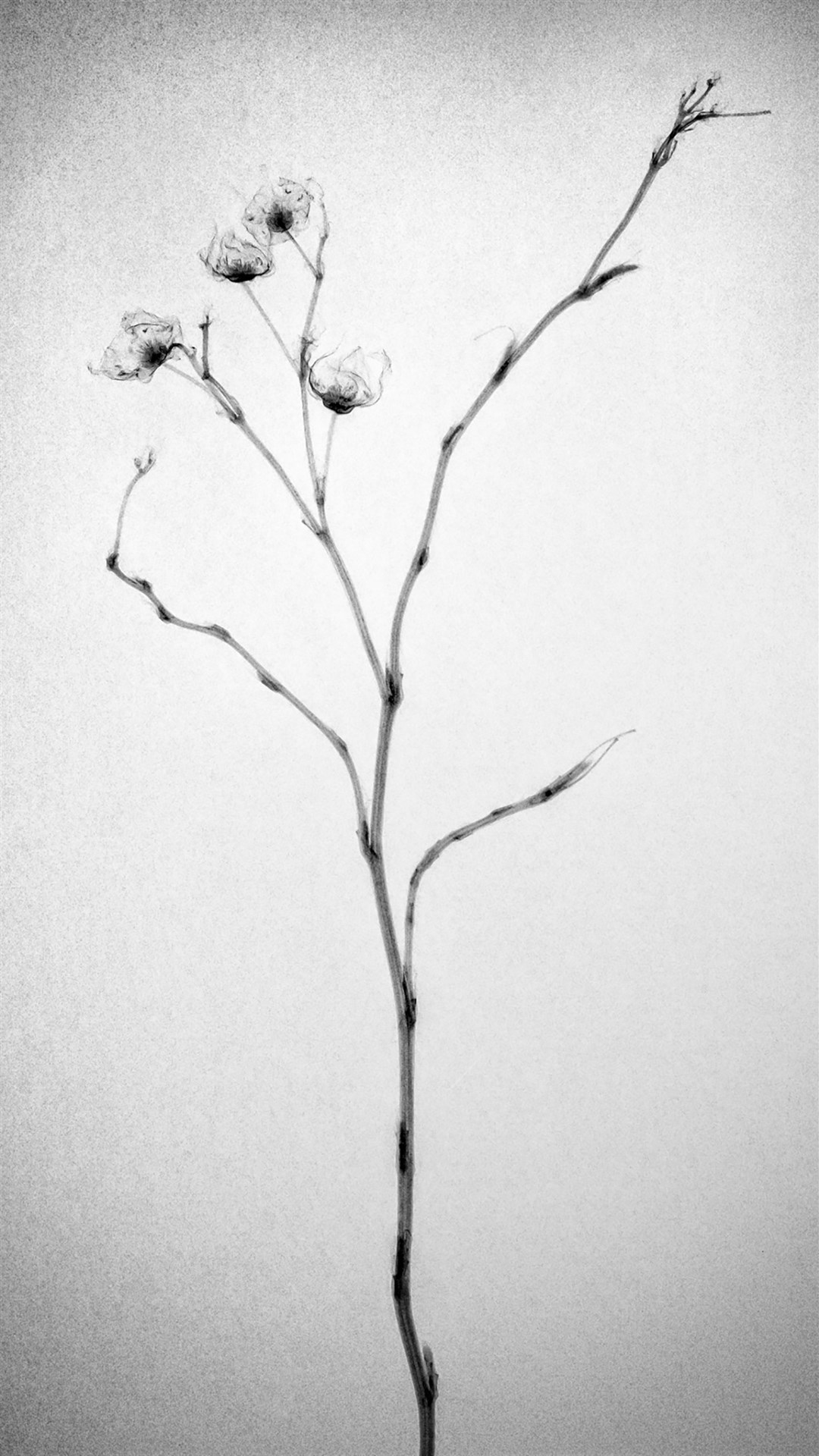 唯美黑白手绘插画图片 唯美灰色系植物图片