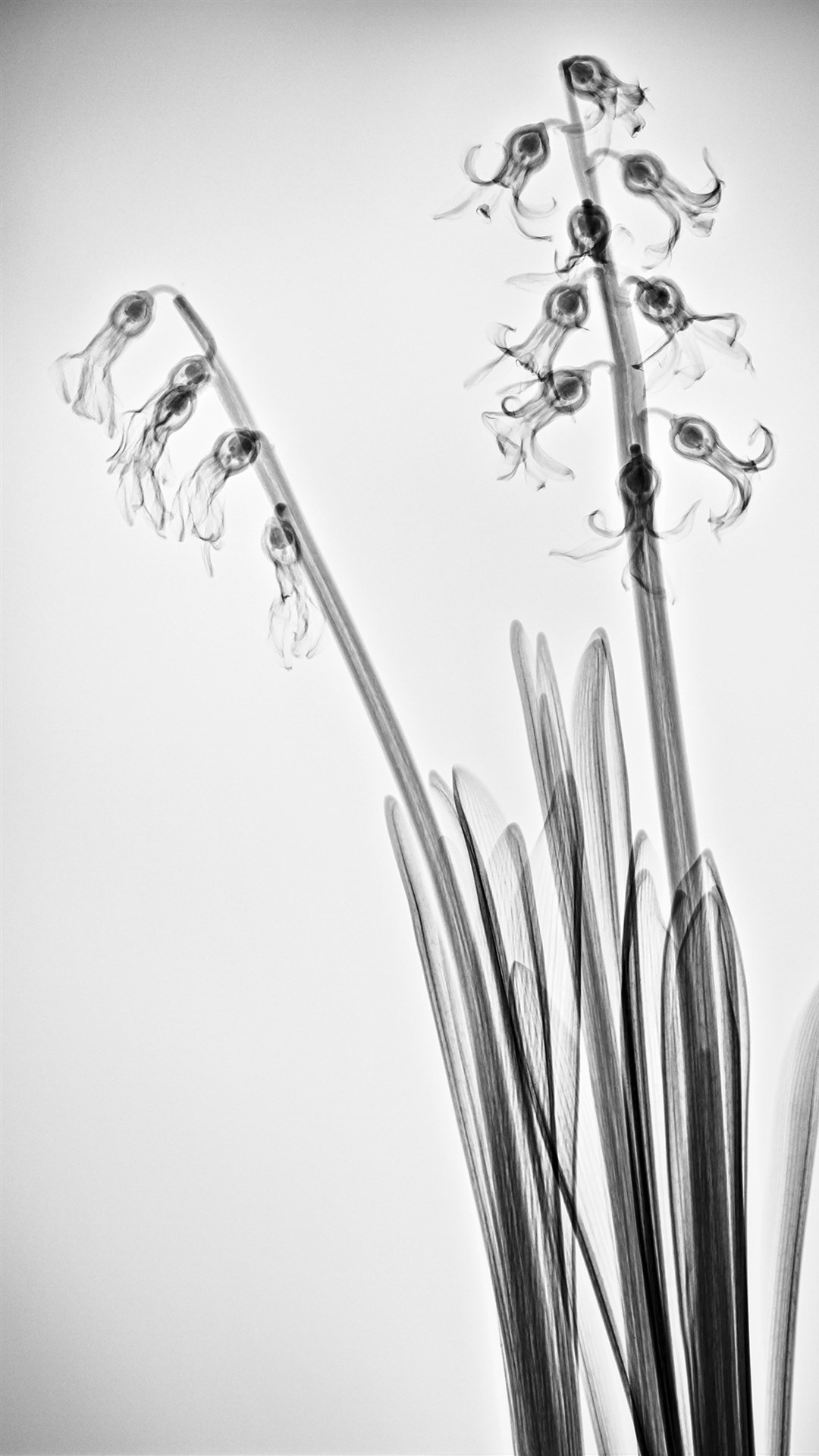 唯美黑白手绘插画图片 唯美灰色系植物图片(2)