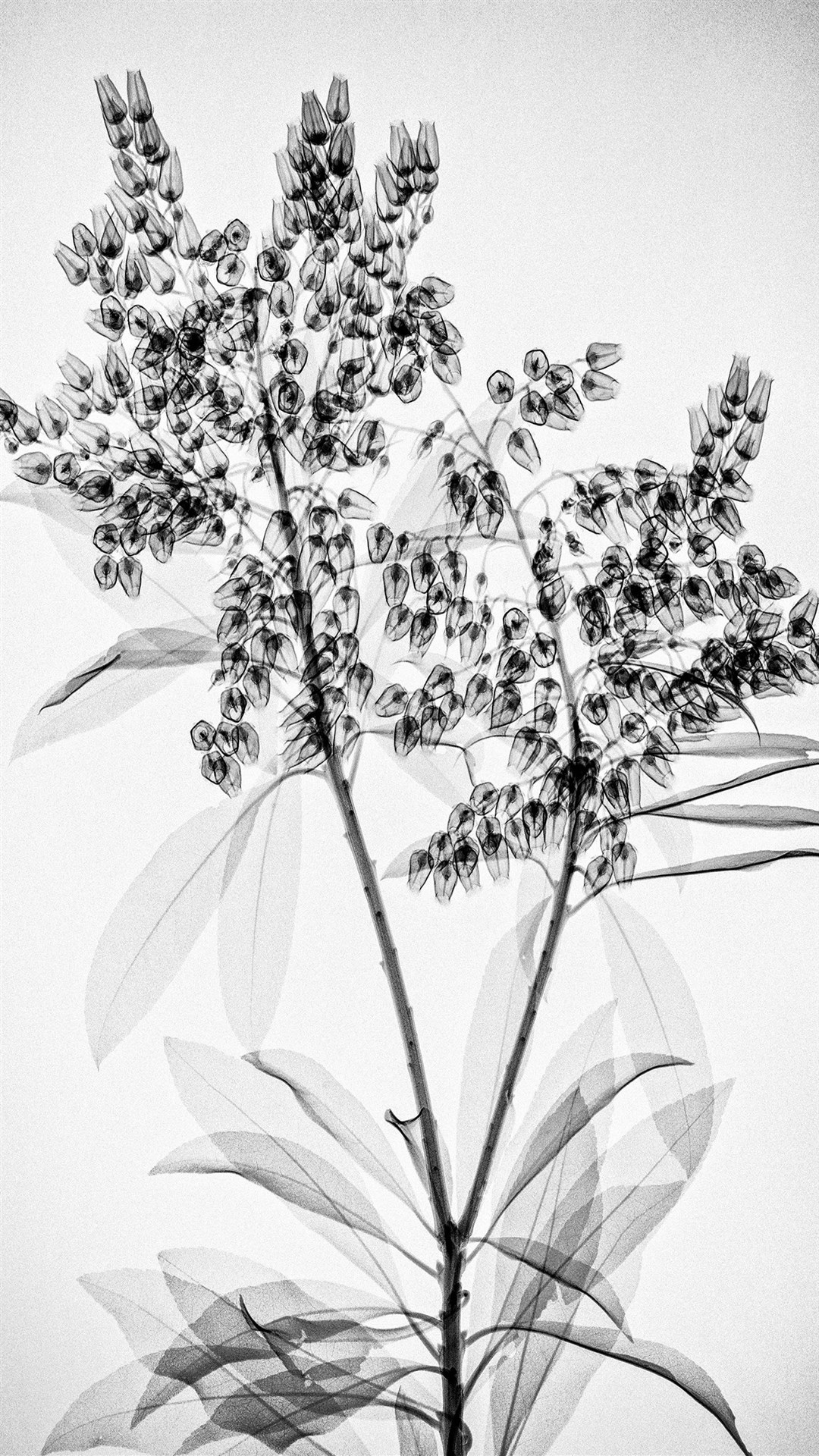 唯美黑白手绘插画图片 唯美灰色系植物图片(4)