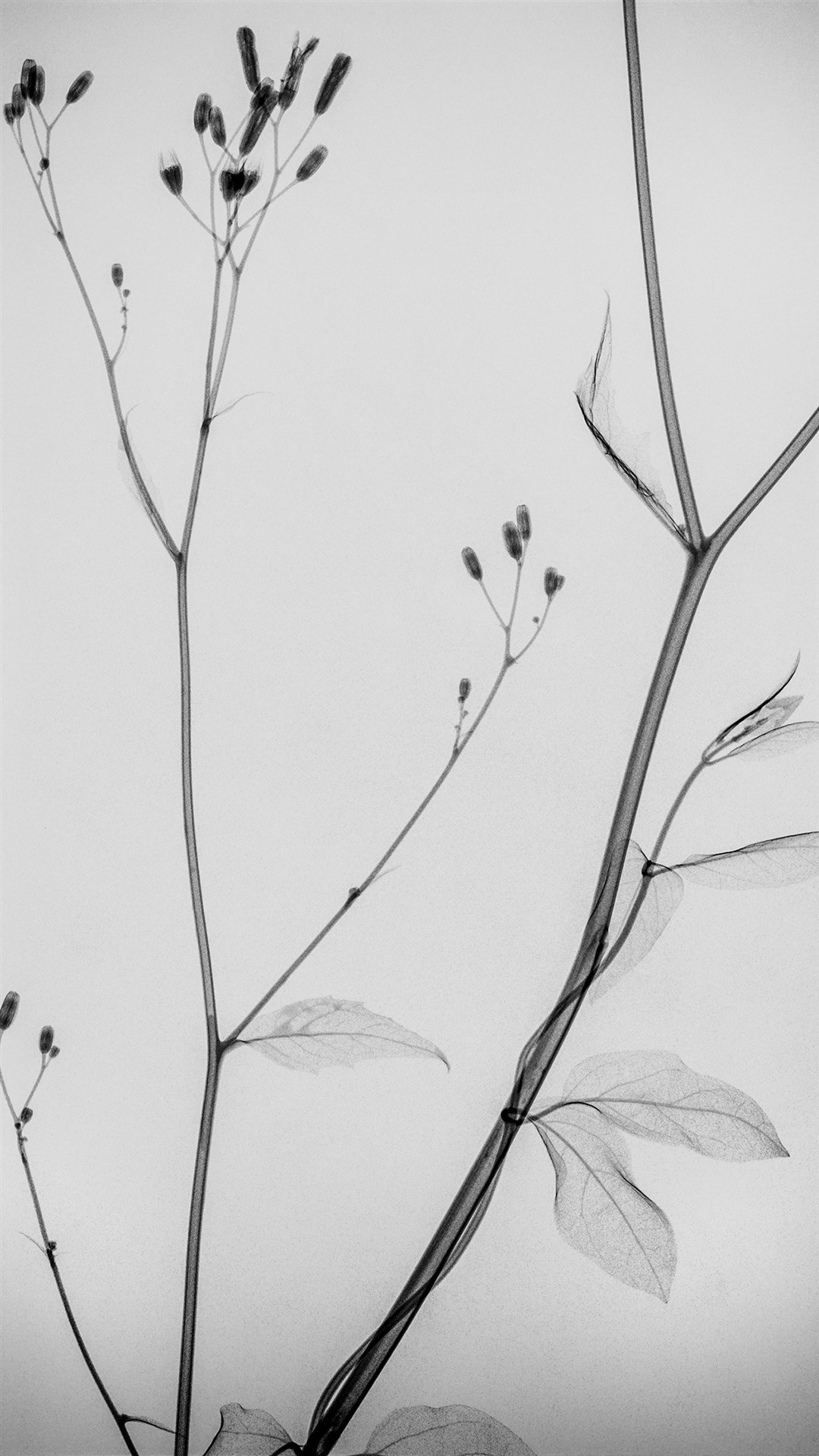 唯美黑白手绘插画图片 唯美灰色系植物图片(6)