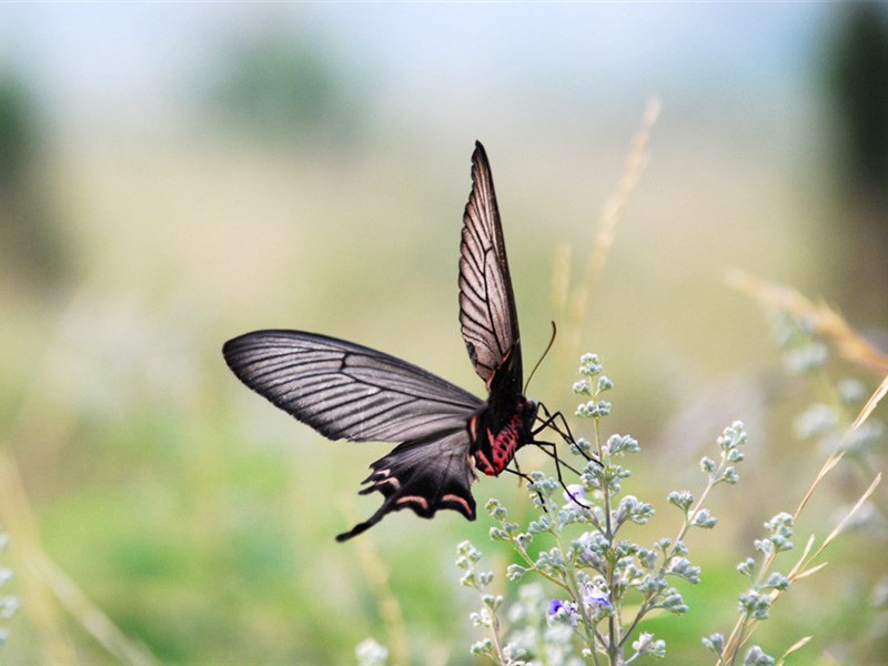 蝴蝶的图片 美丽的蝴蝶图片(4)