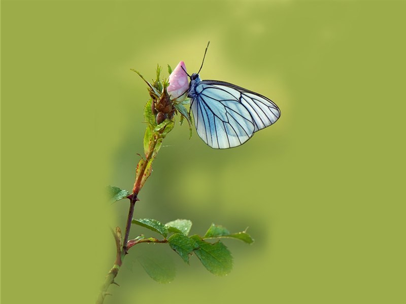 蝴蝶的图片 美丽的蝴蝶图片(5)