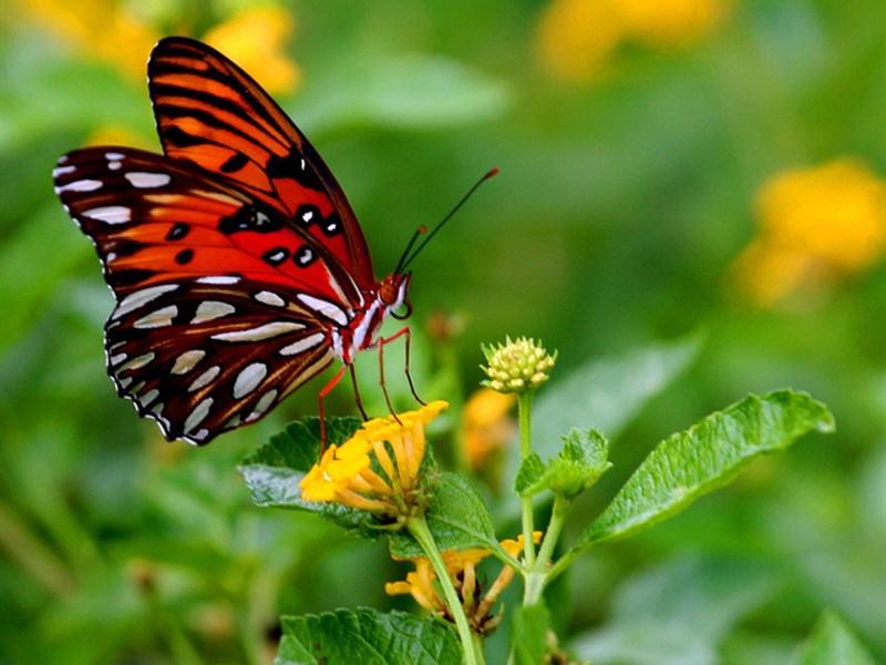 蝴蝶的图片 美丽的蝴蝶图片(6)