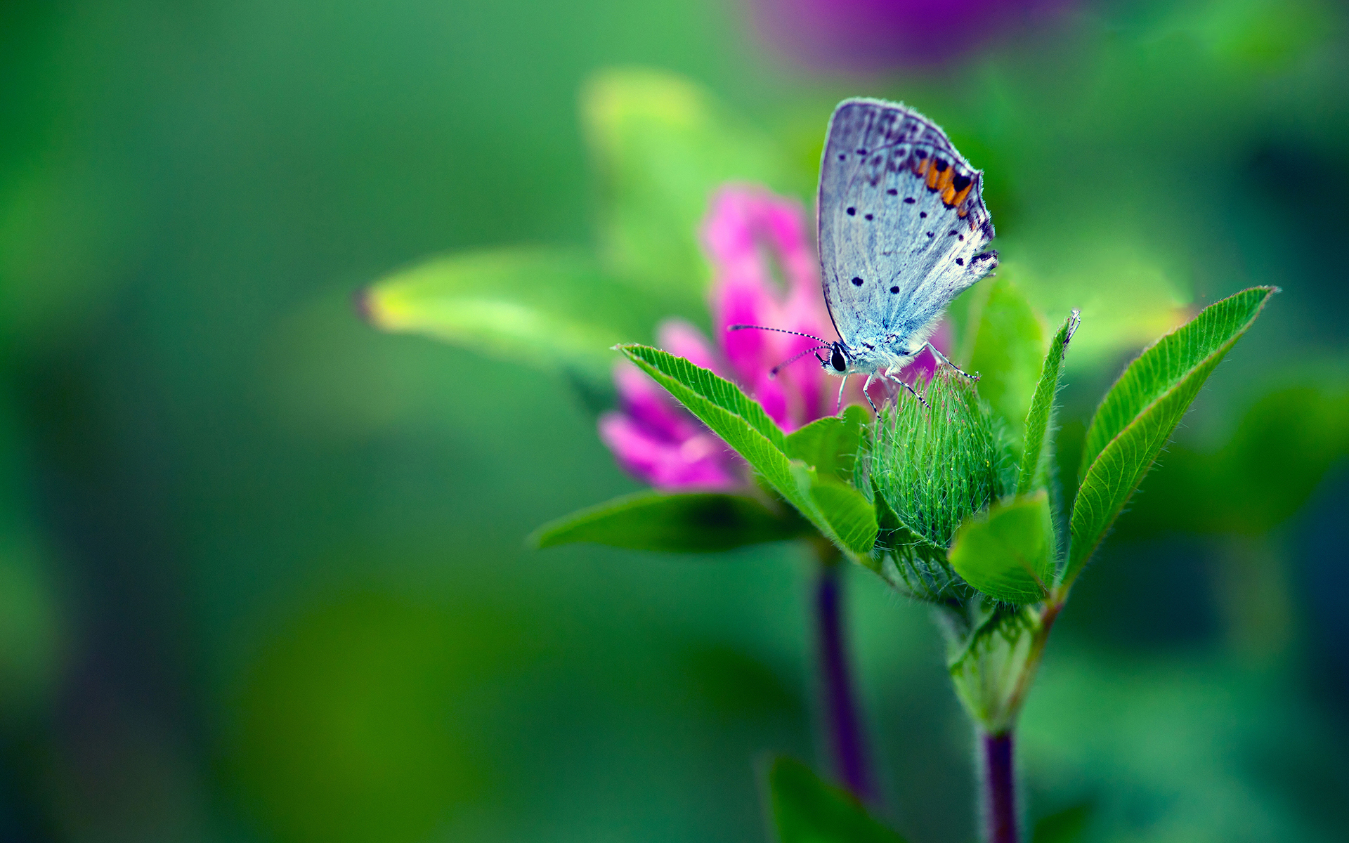 蝴蝶的图片 美丽的蝴蝶图片(3)