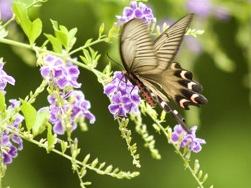 蝴蝶的图片 美丽的蝴蝶图片(7)