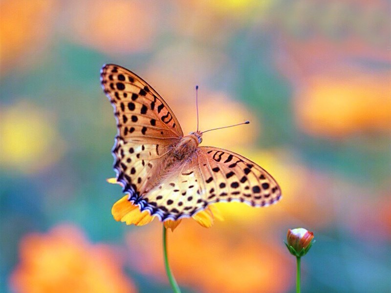蝴蝶图片素材 蝴蝶图片大全唯美