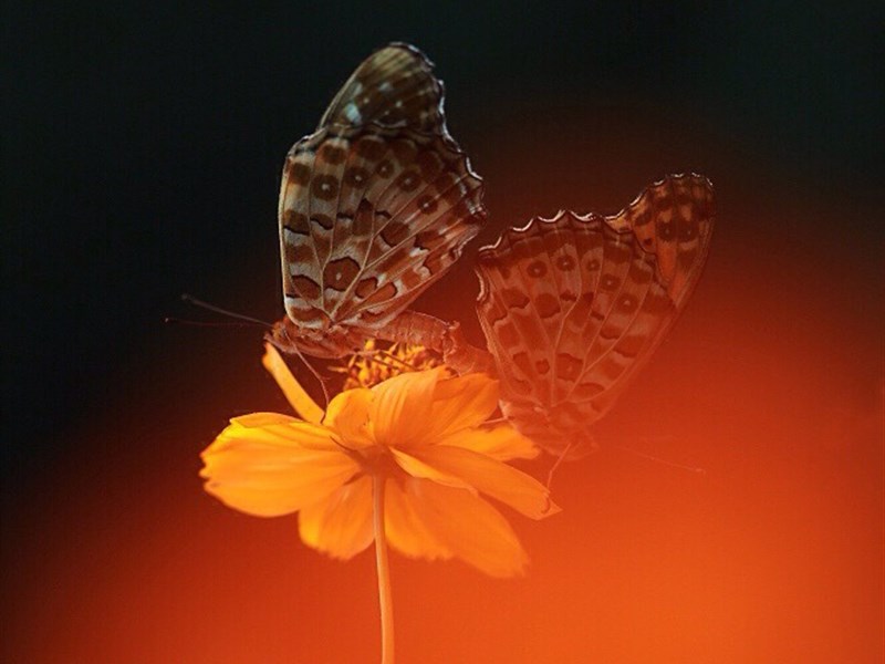 蝴蝶图片素材 蝴蝶图片大全唯美
