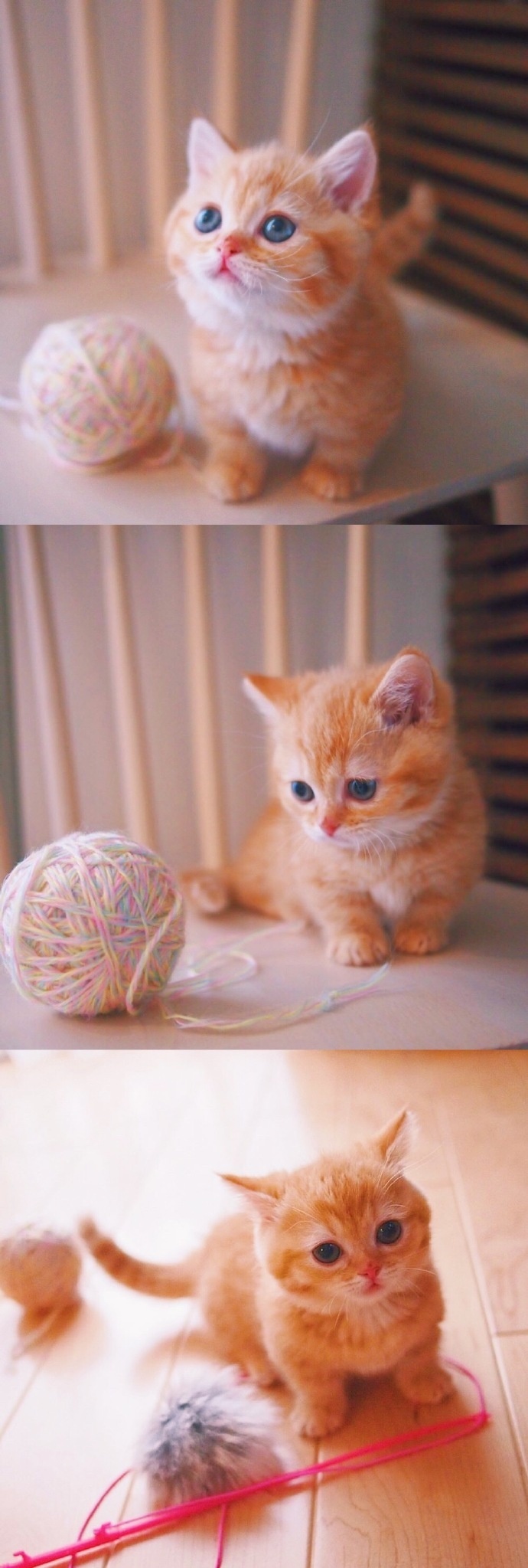 猫的图片可爱 很萌的橘猫图片(9)