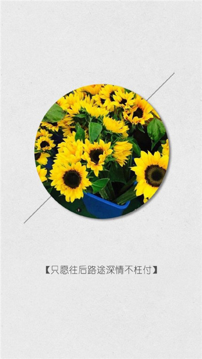 向日葵图片带字 向日葵的图片(2)