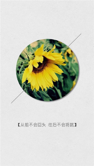 向日葵图片带字 向日葵的图片(3)