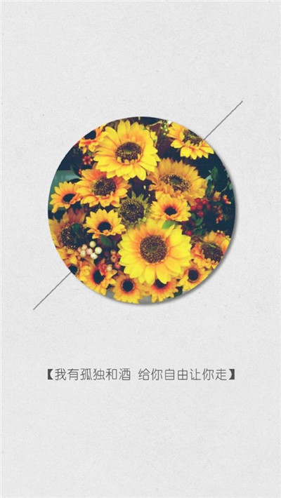 向日葵图片带字 向日葵的图片(7)