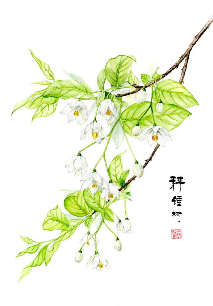 唯美水彩花卉图片 简单唯美的水彩画(5)