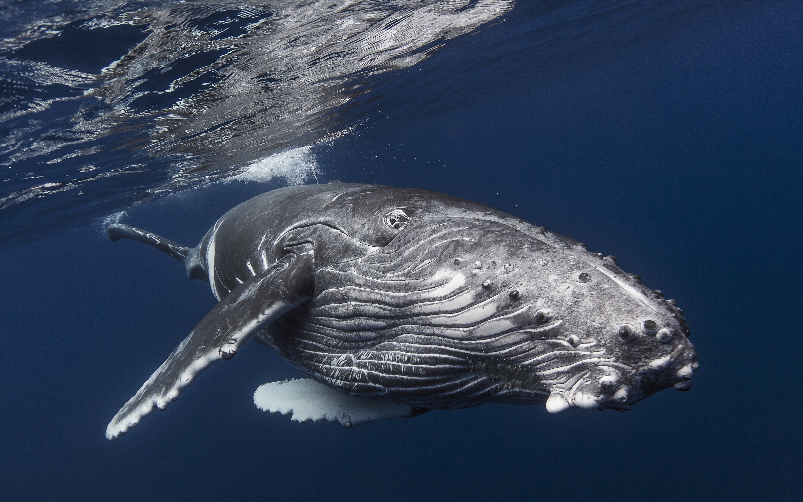 座头鲸的图片 座头鲸真实图片