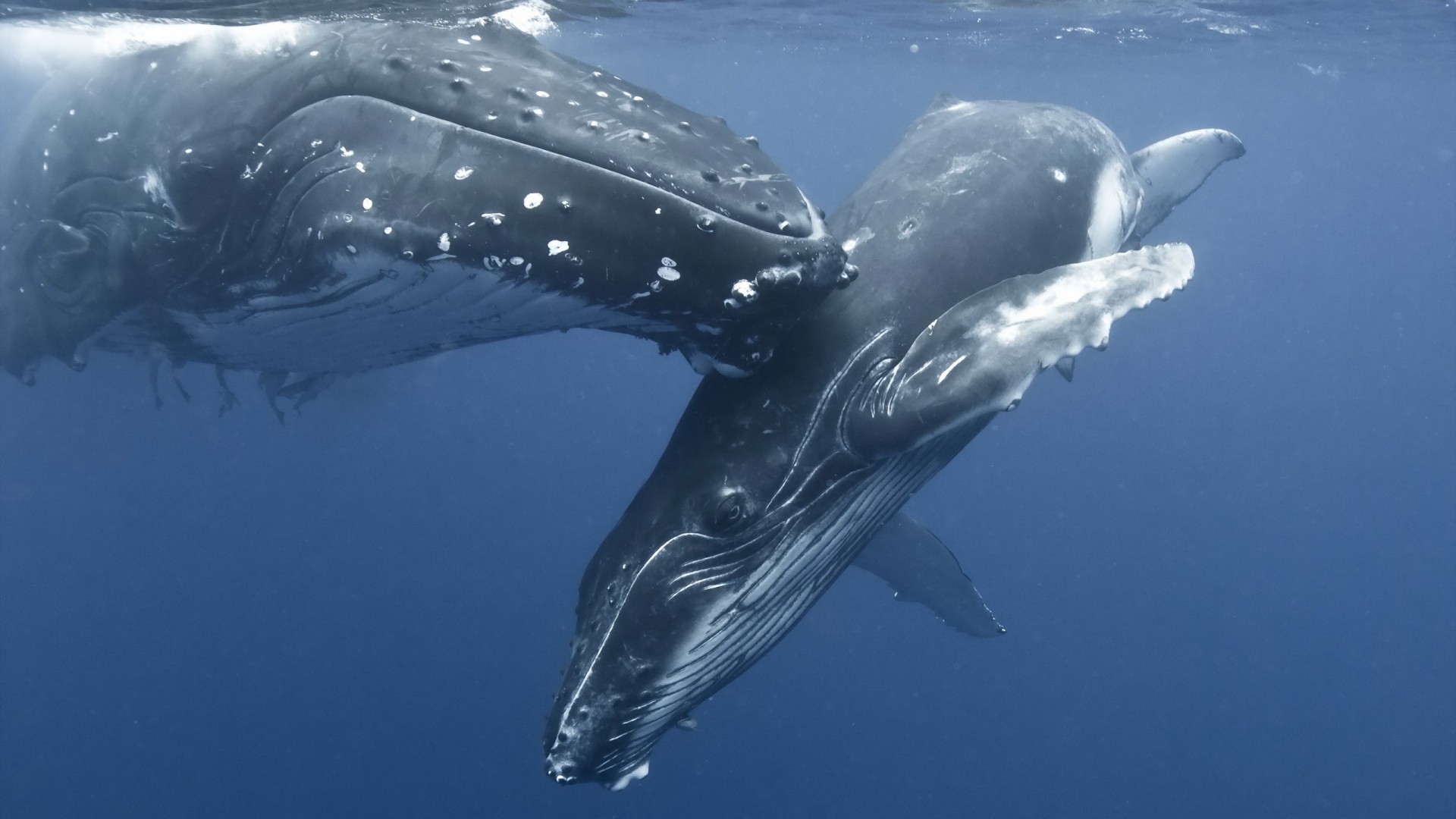 座头鲸的图片 座头鲸真实图片(2)