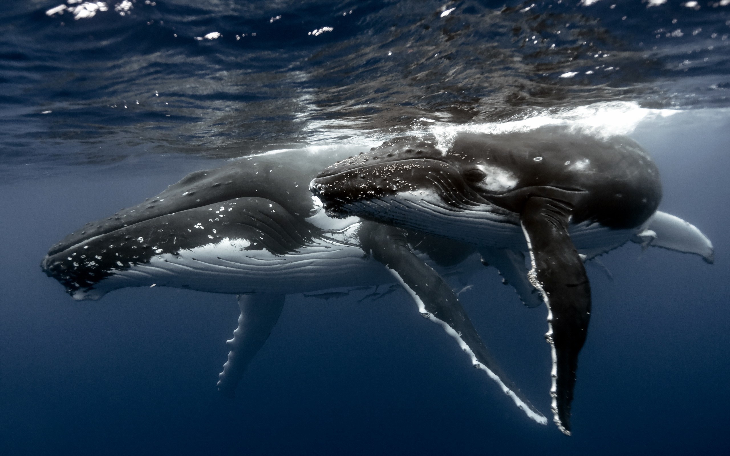座头鲸的图片 座头鲸真实图片(5)