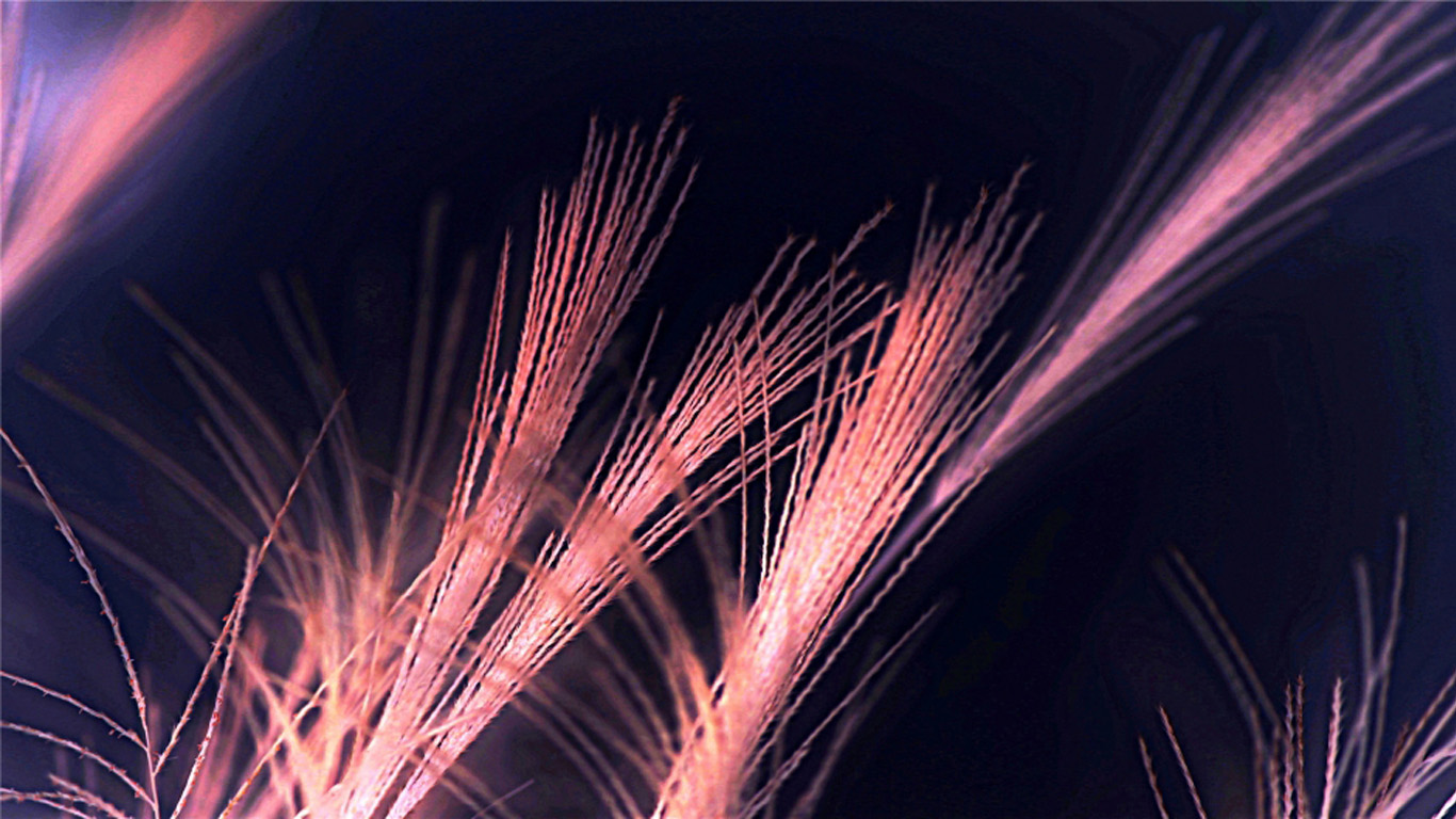 静物唯美意境图片 小清新植物创意光影摄影图片