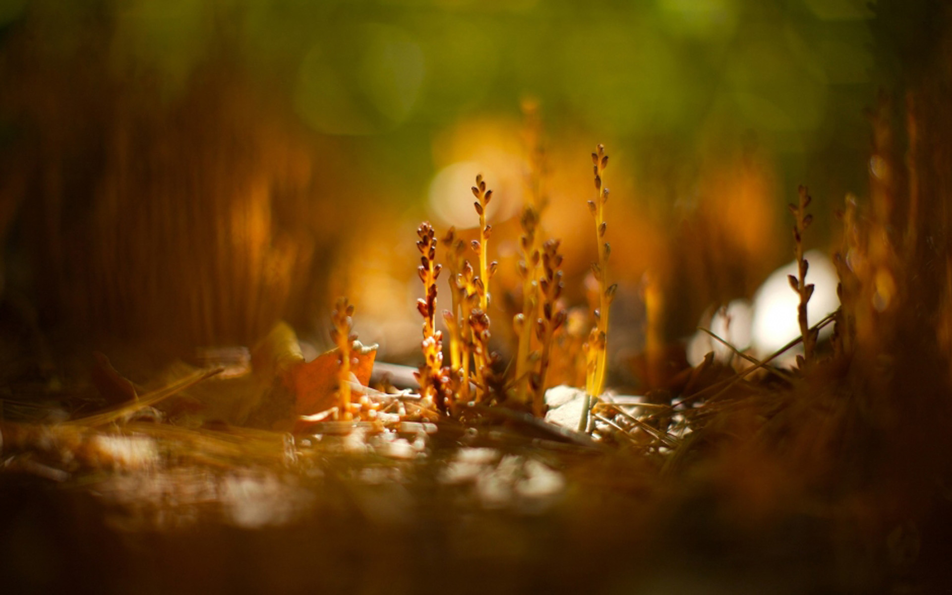 静物唯美意境图片 小清新植物创意光影摄影图片(3)