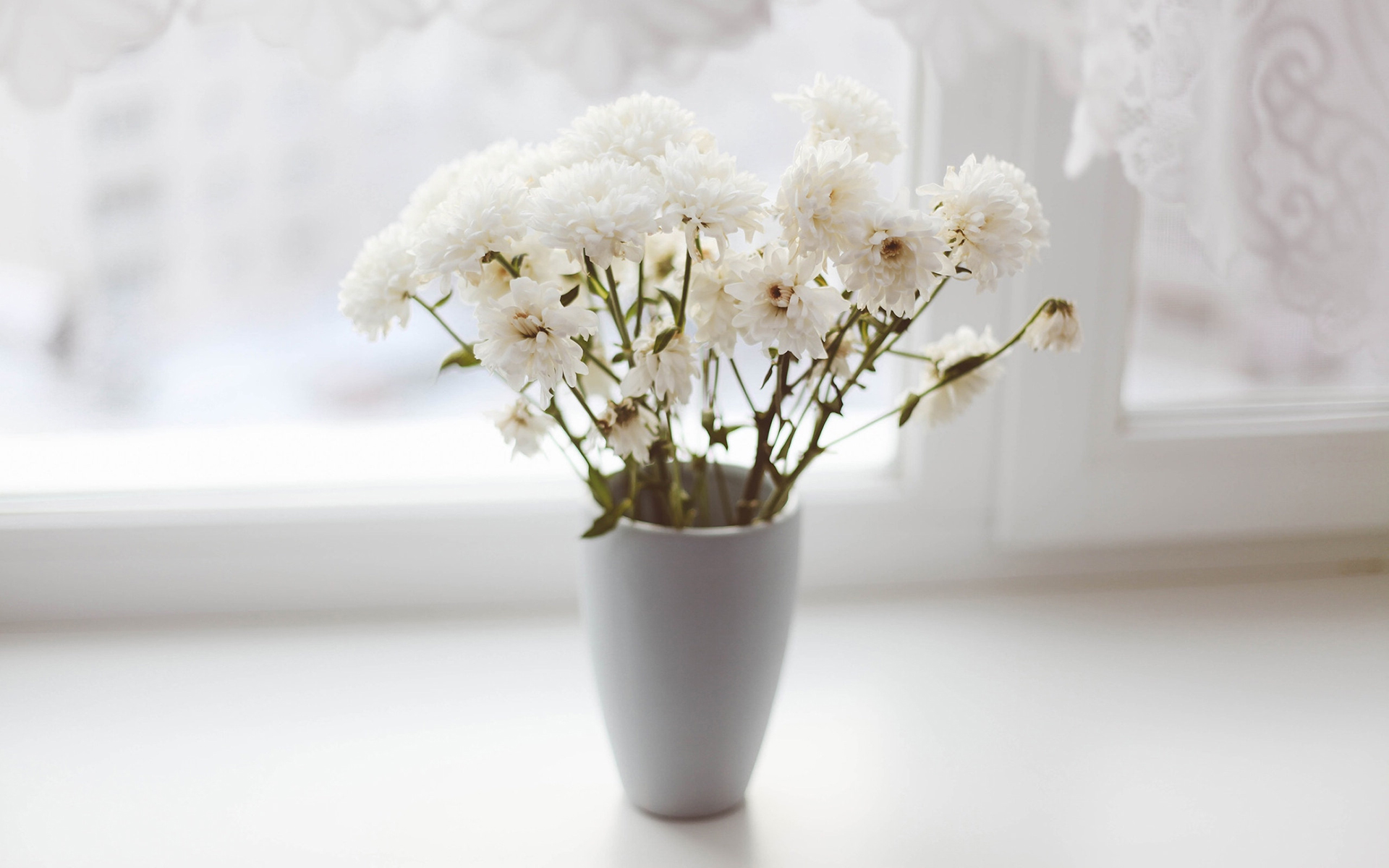 静物图片小清新可爱 小清新室内唯美花卉植物图片(6)