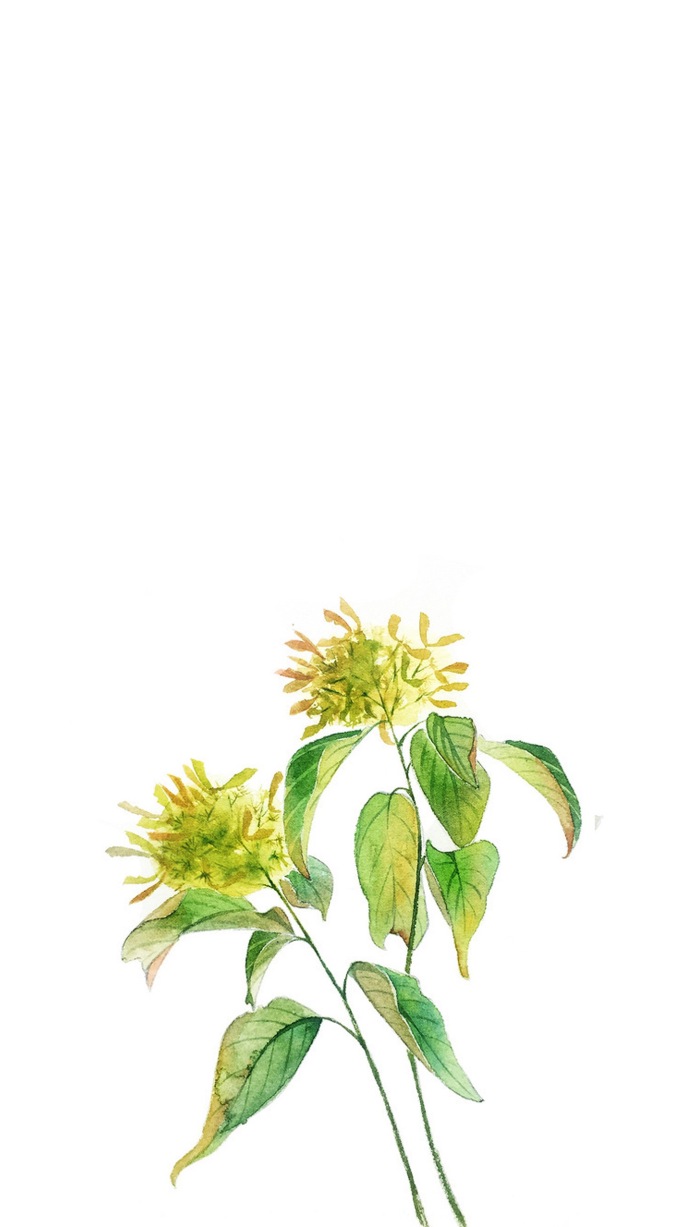 手绘植物花卉图片 唯美意境的植物组图(6)