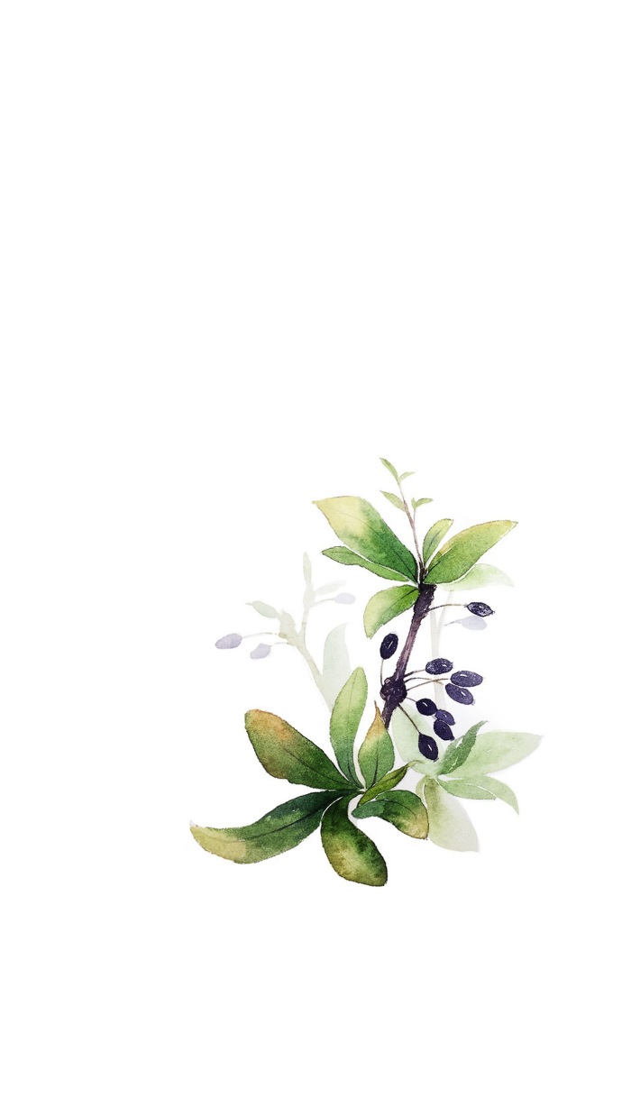 手绘植物花卉图片 唯美意境的植物组图(5)