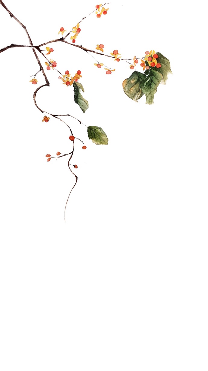 手绘植物花卉图片 唯美意境的植物组图(9)