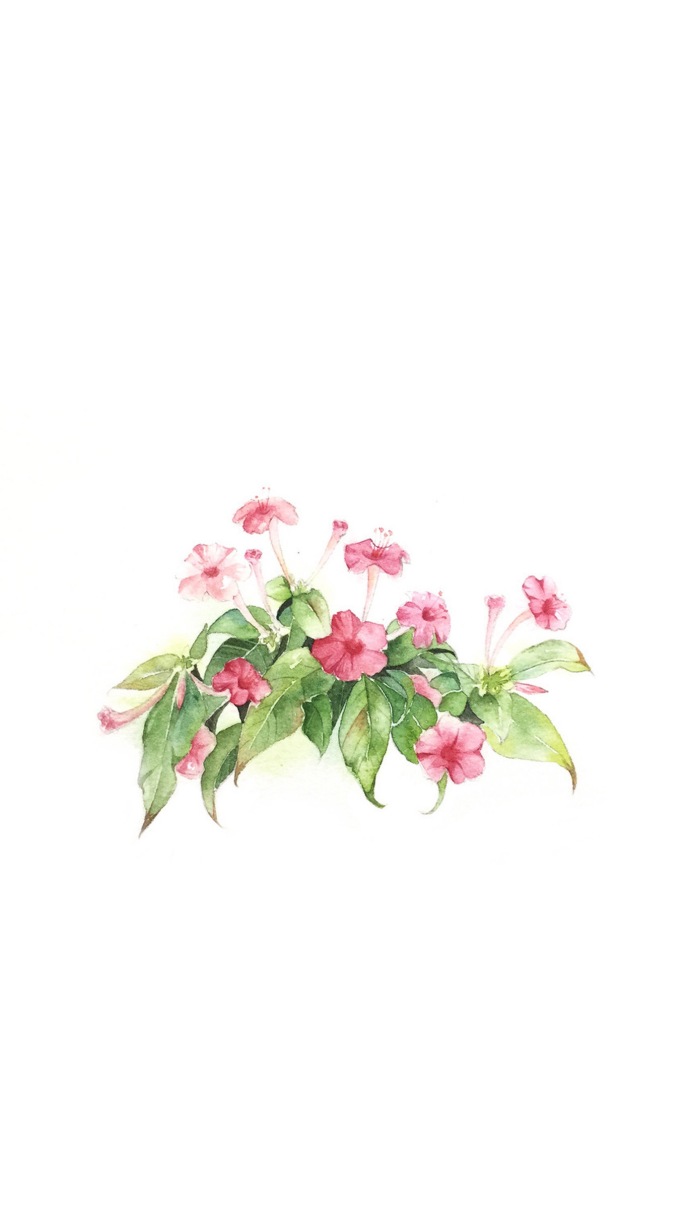 手绘植物花卉图片 唯美意境的植物组图(7)