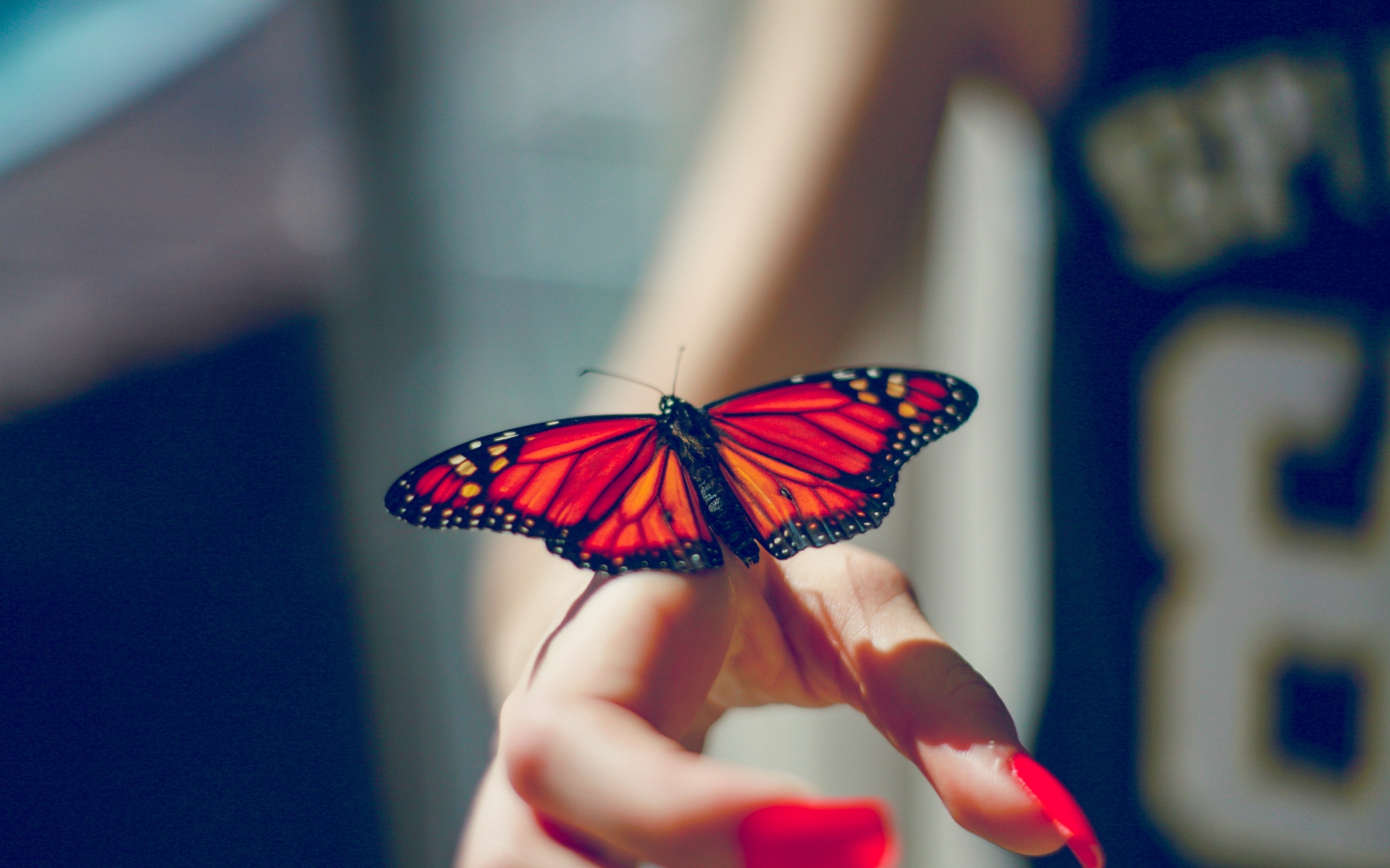 蝴蝶图片大全唯美 蝴蝶与花的图片(7)