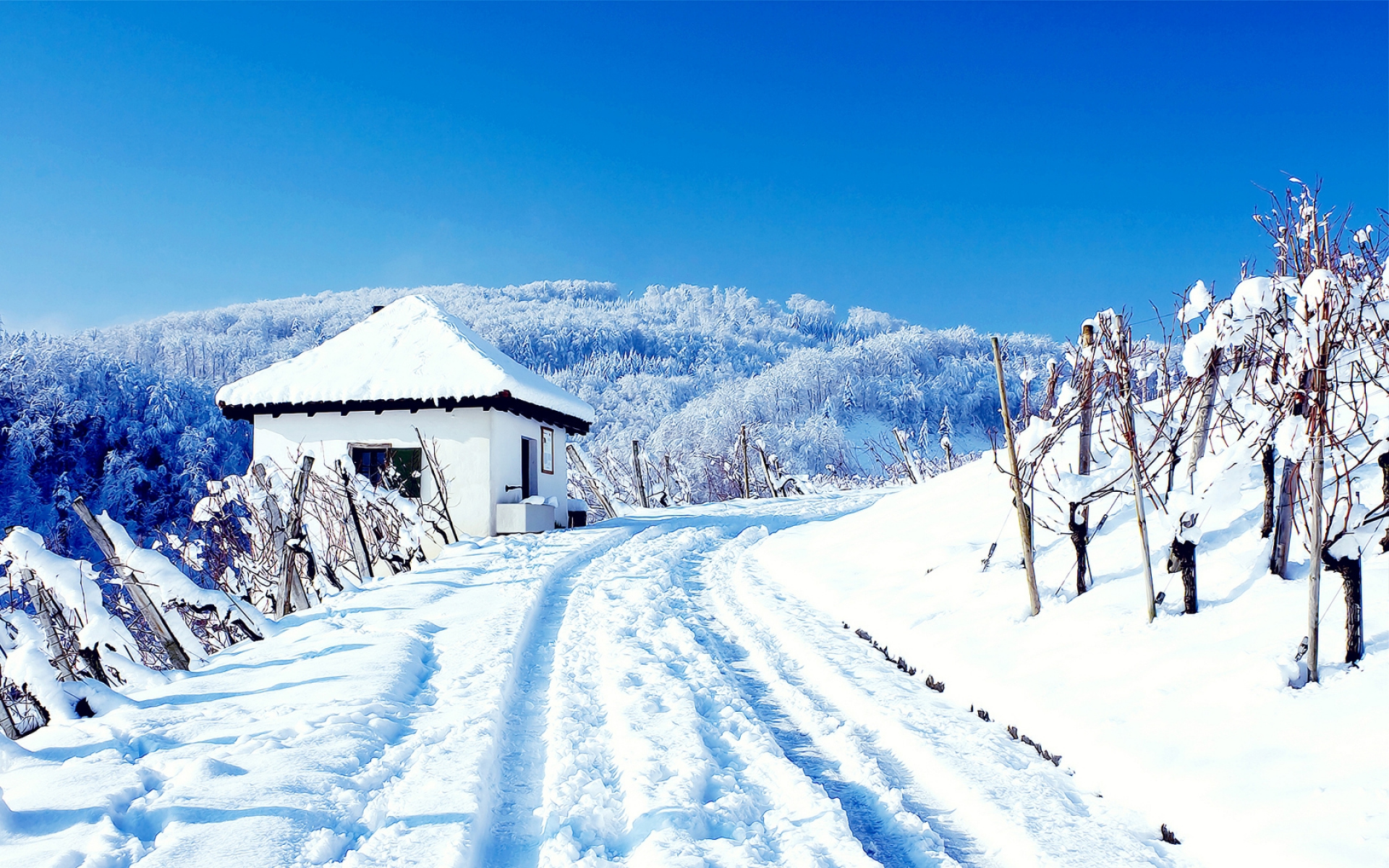 高清风景图片大全 冬季唯美白色雪景高清摄影图片(3)