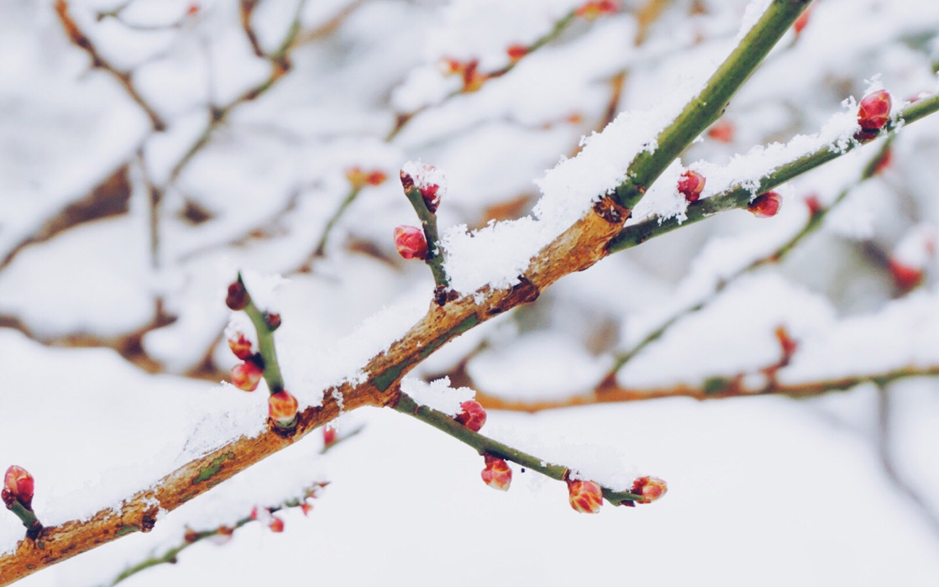 冬天雪景图片大全 冬日雪中植物唯美摄影图片