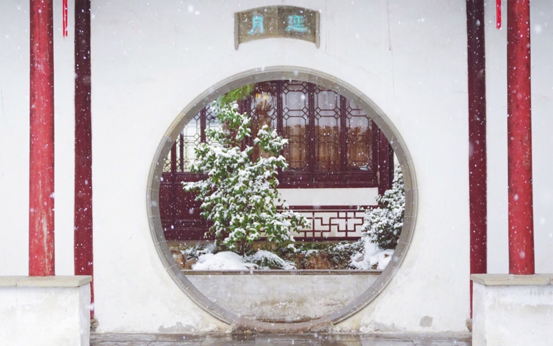 冬天雪景图片大全 冬日雪中植物唯美摄影图片(5)