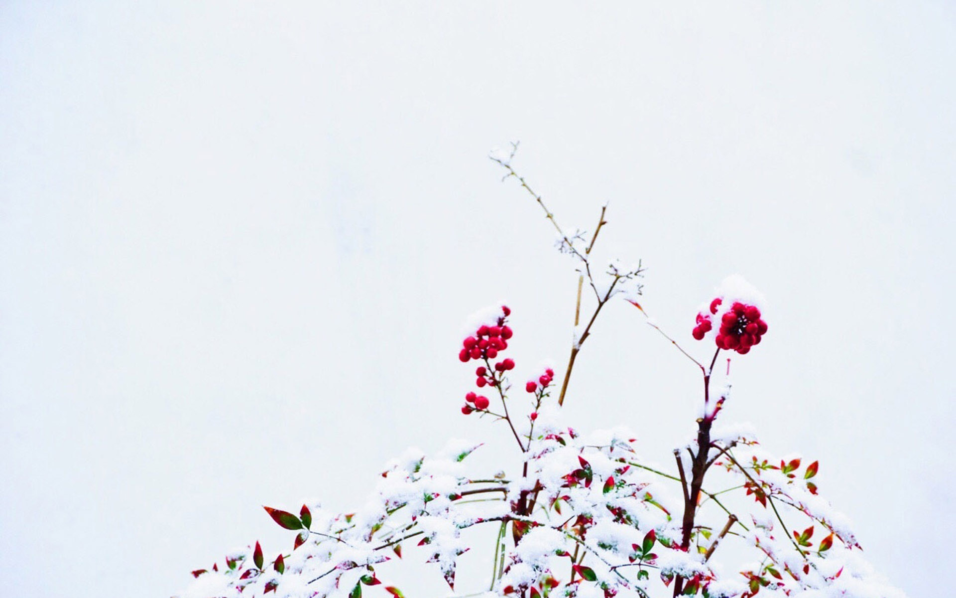 冬天雪景图片大全 冬日雪中植物唯美摄影图片(6)