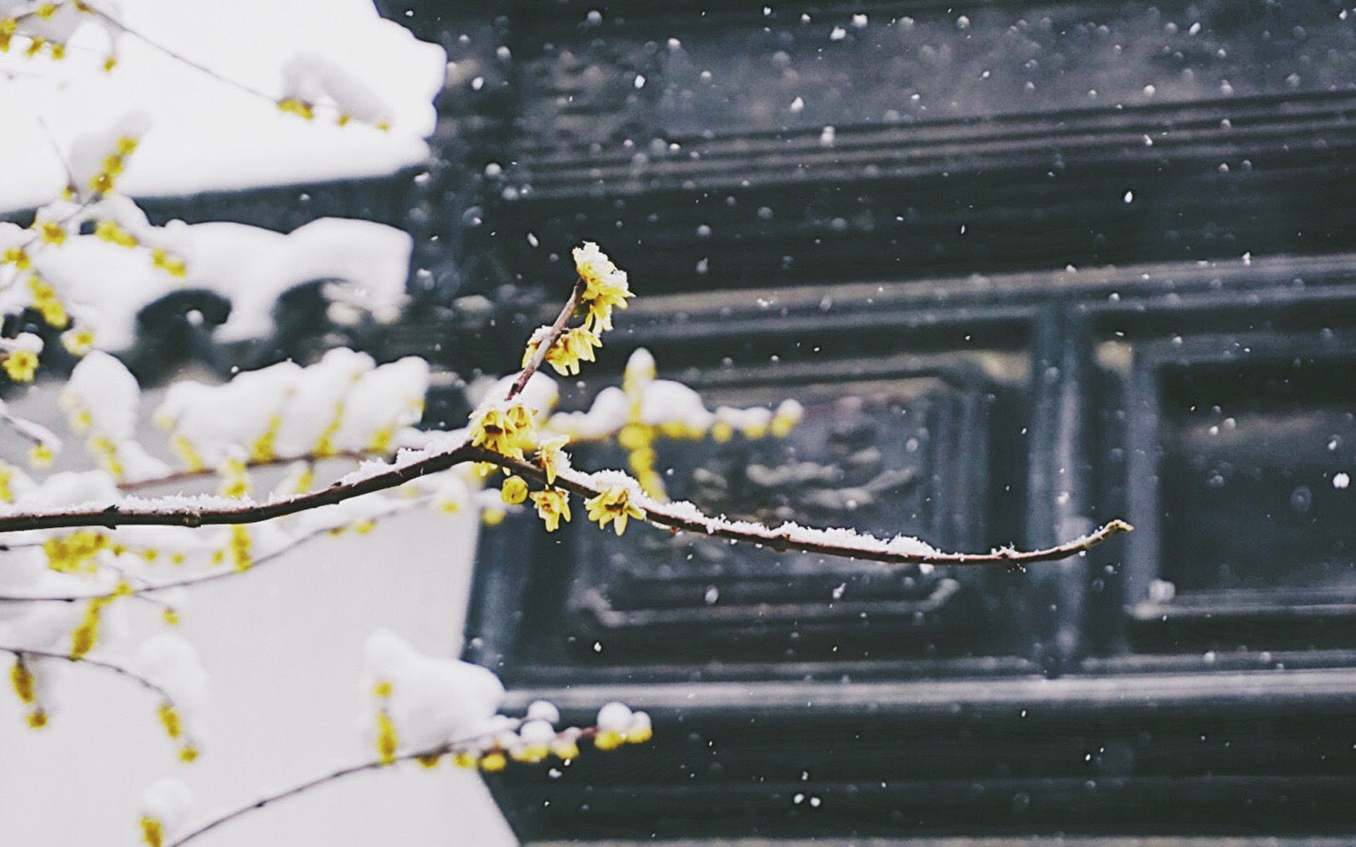 冬天雪景图片大全 冬日雪中植物唯美摄影图片(7)