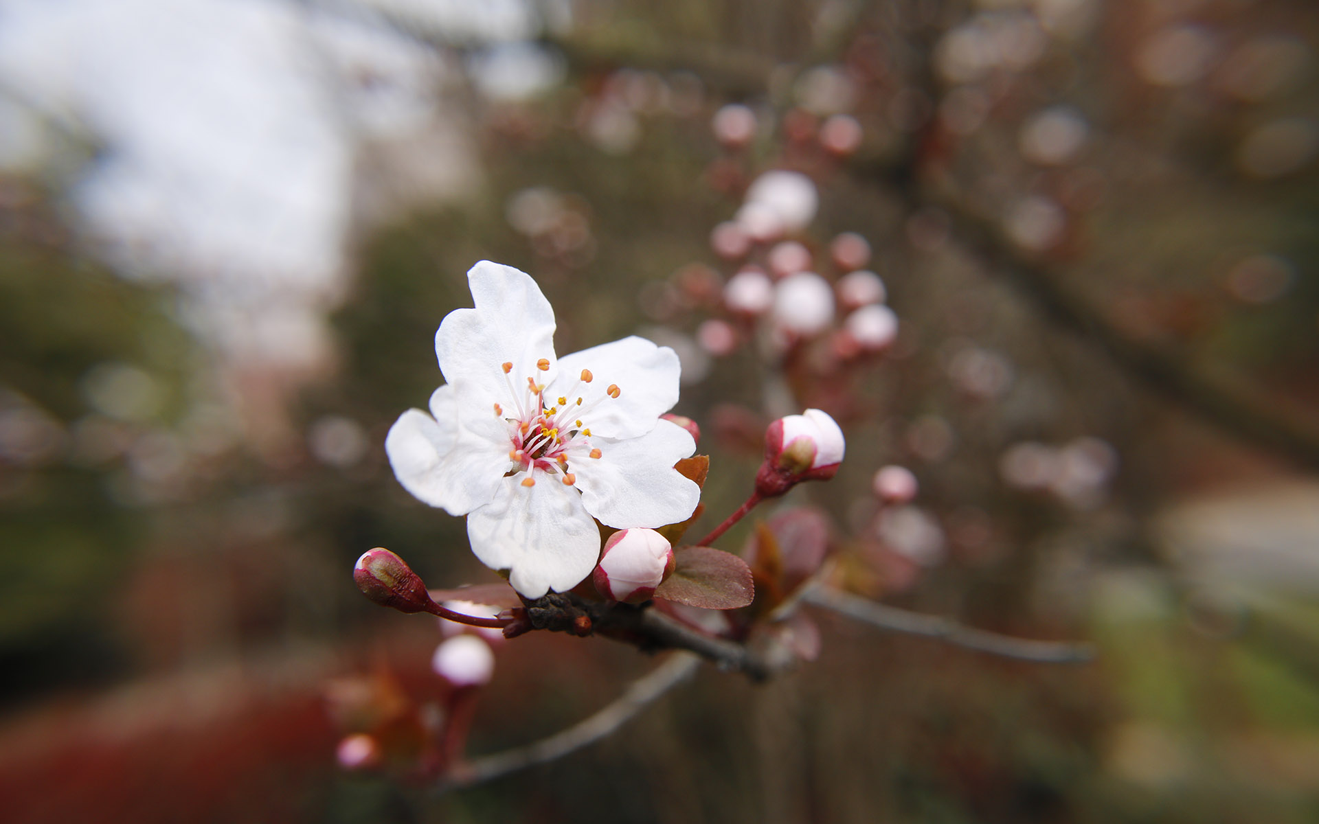 美丽图片素材 唯美纯白樱花高清摄影图片(5)