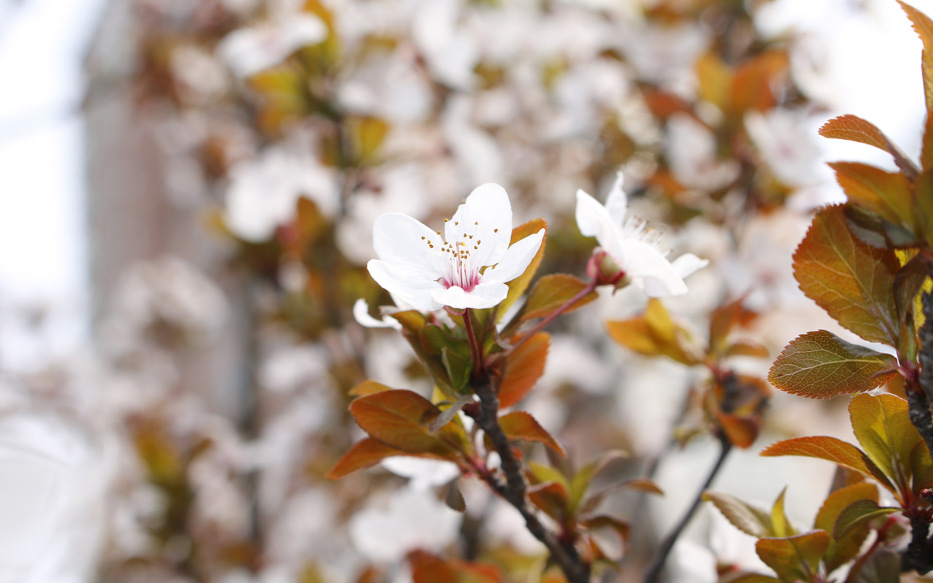 美丽图片素材 唯美纯白樱花高清摄影图片(3)
