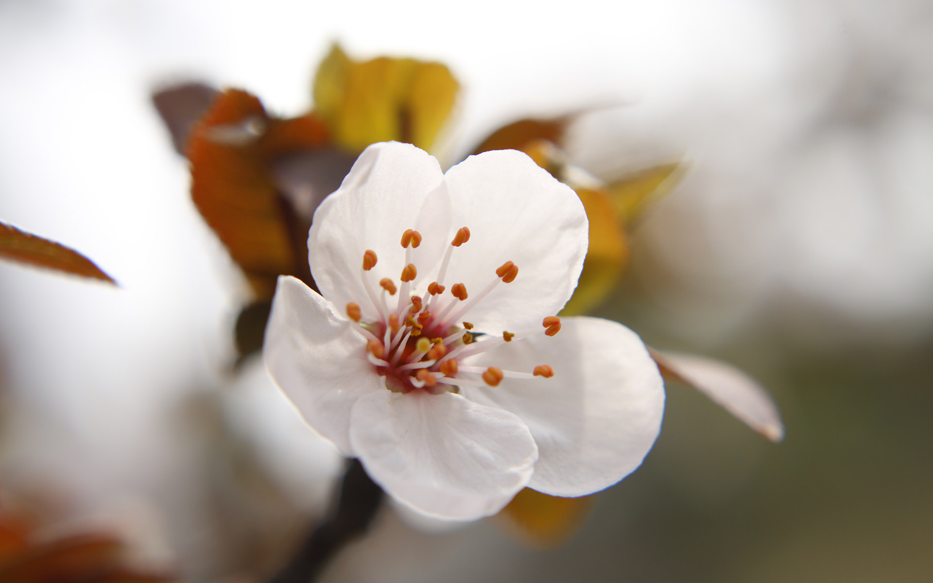 美丽图片素材 唯美纯白樱花高清摄影图片(7)