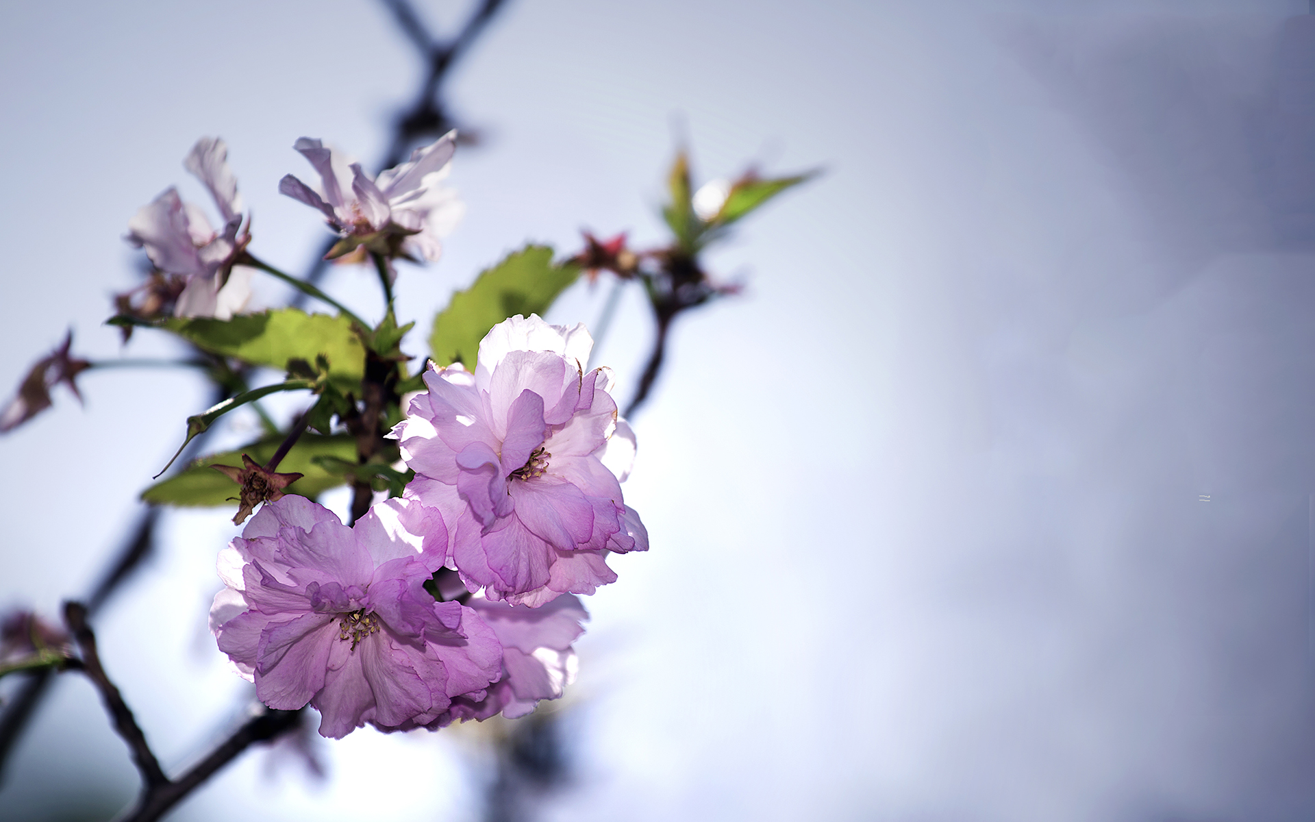简单清新淡雅的图片 唯美花卉植物摄影高清图片(2)