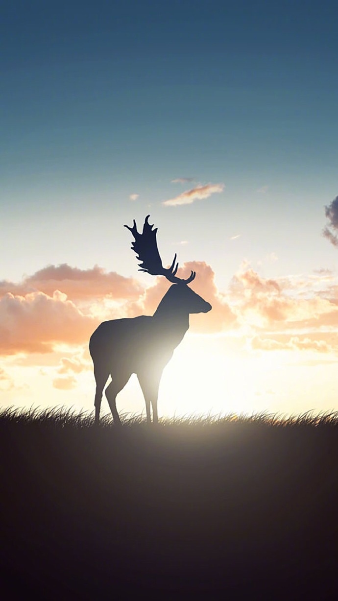 清新森系鹿图片壁纸 鹿的剪影图片(9)