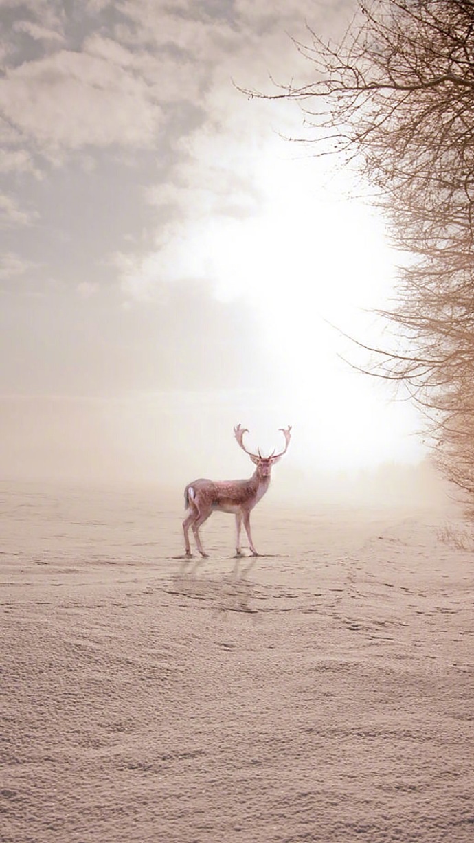 清新森系鹿图片壁纸 鹿的剪影图片(6)