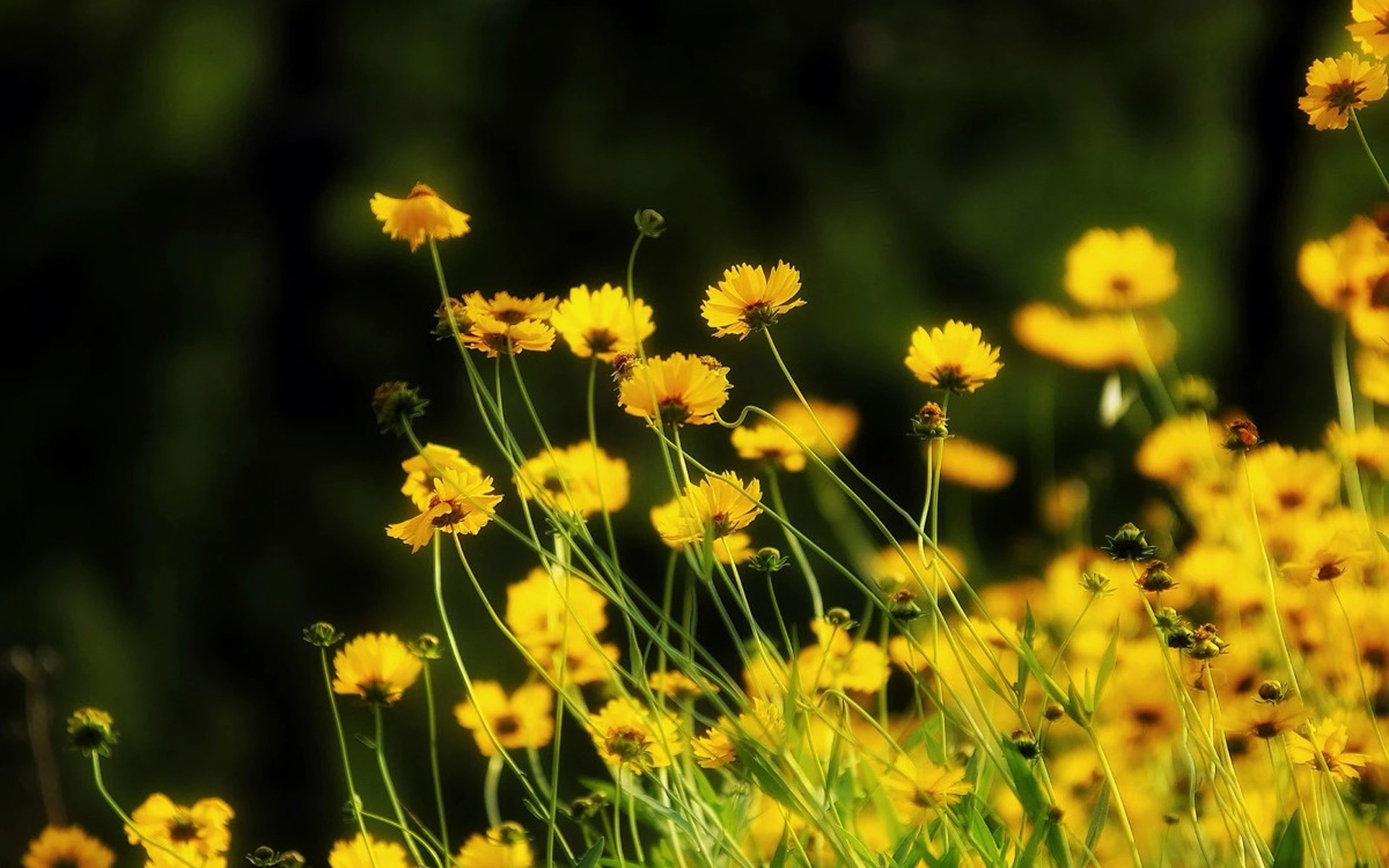 小清新图片高清唯美 清新好看的黄色花卉图片(2)
