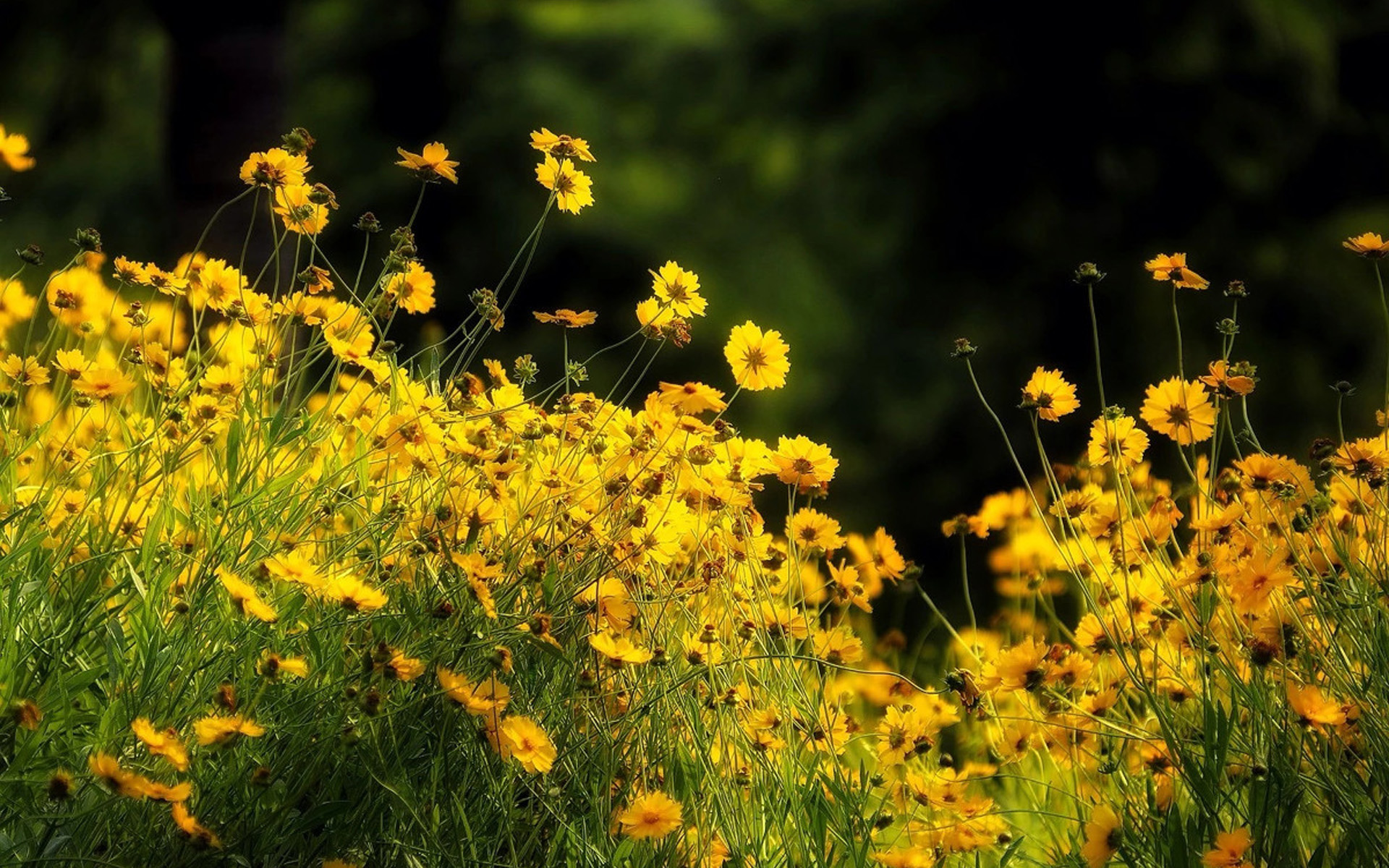 小清新图片高清唯美 清新好看的黄色花卉图片(3)