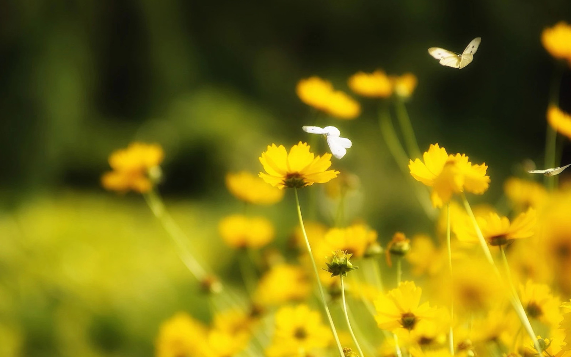 小清新图片高清唯美 清新好看的黄色花卉图片(4)