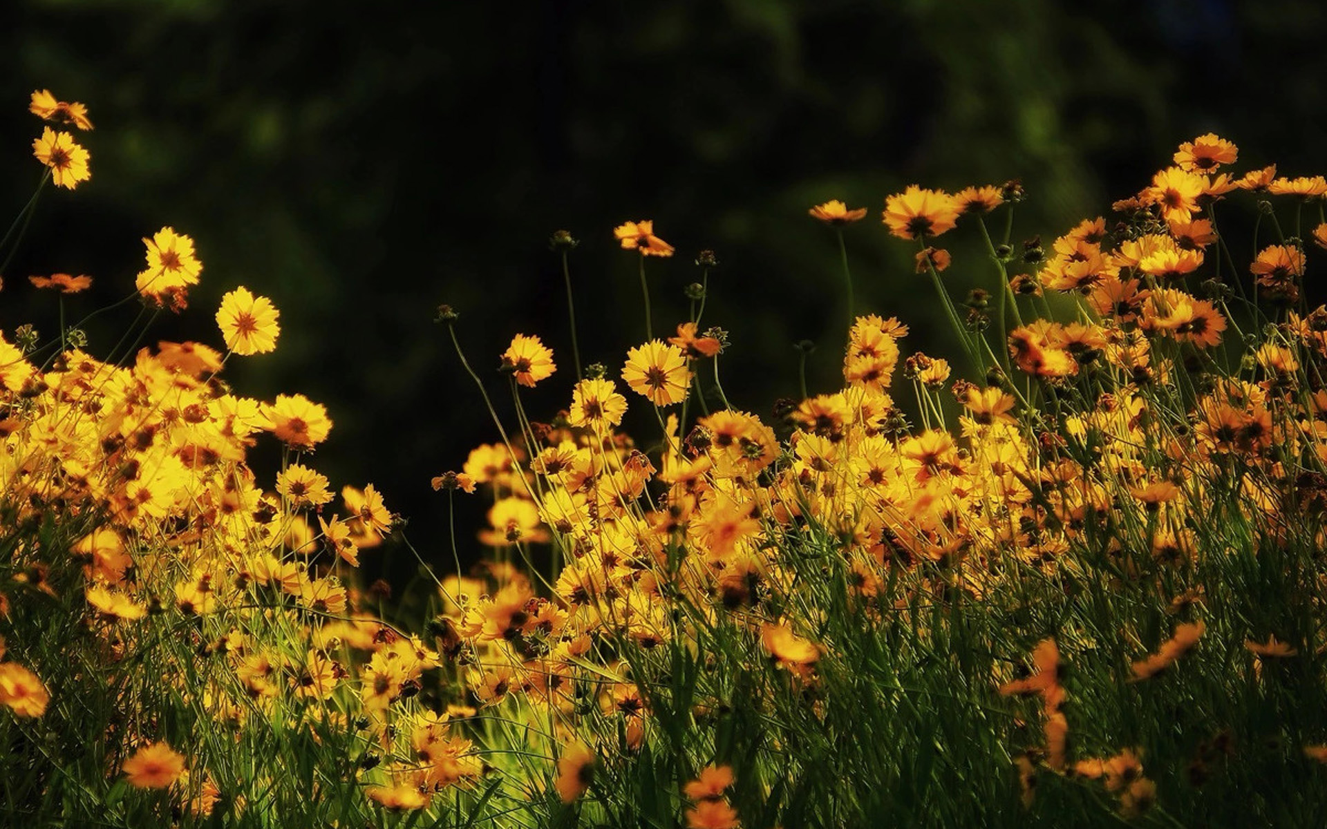 小清新图片高清唯美 清新好看的黄色花卉图片(6)