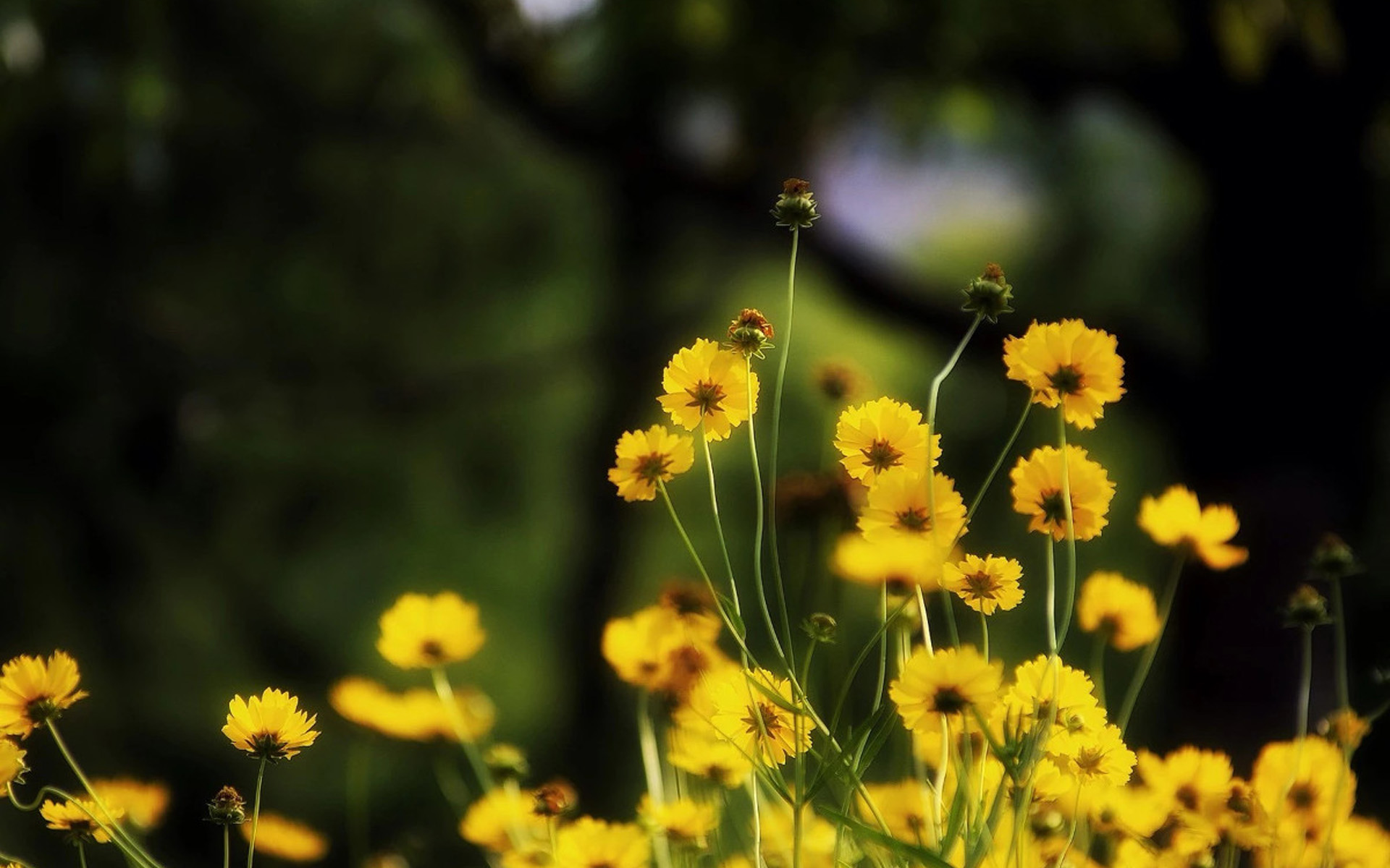 小清新图片高清唯美 清新好看的黄色花卉图片(5)