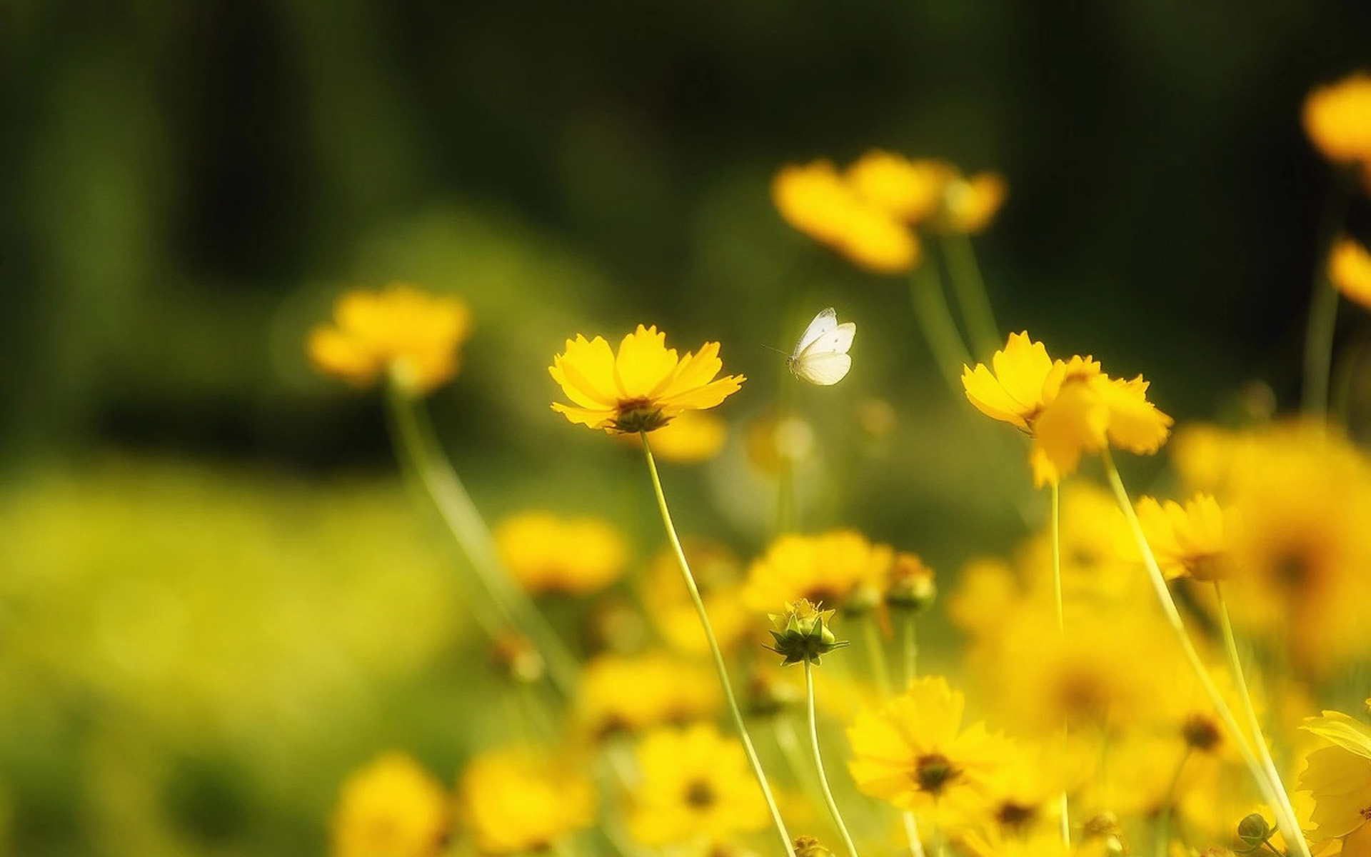 小清新图片高清唯美 清新好看的黄色花卉图片(8)