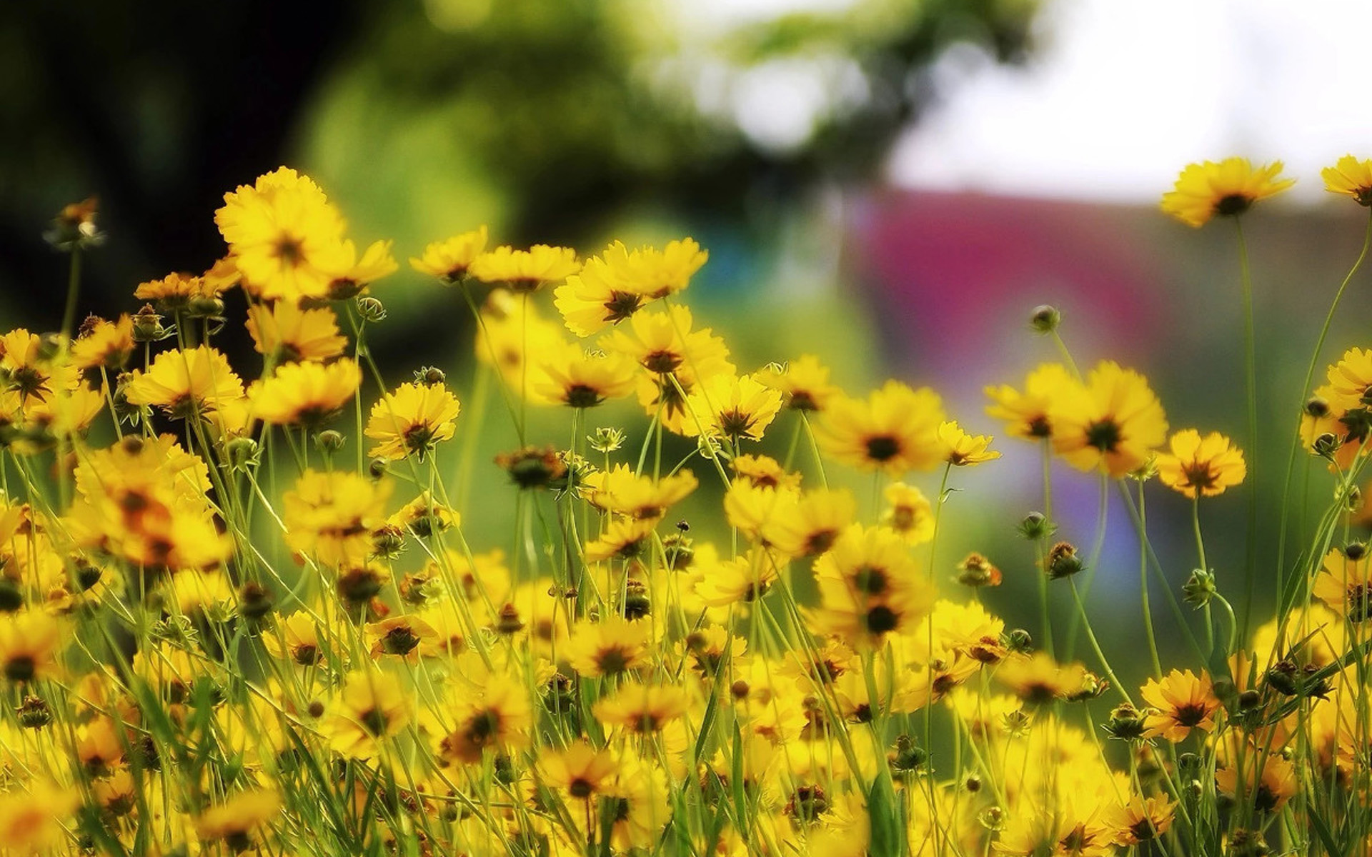 小清新图片高清唯美 清新好看的黄色花卉图片(7)